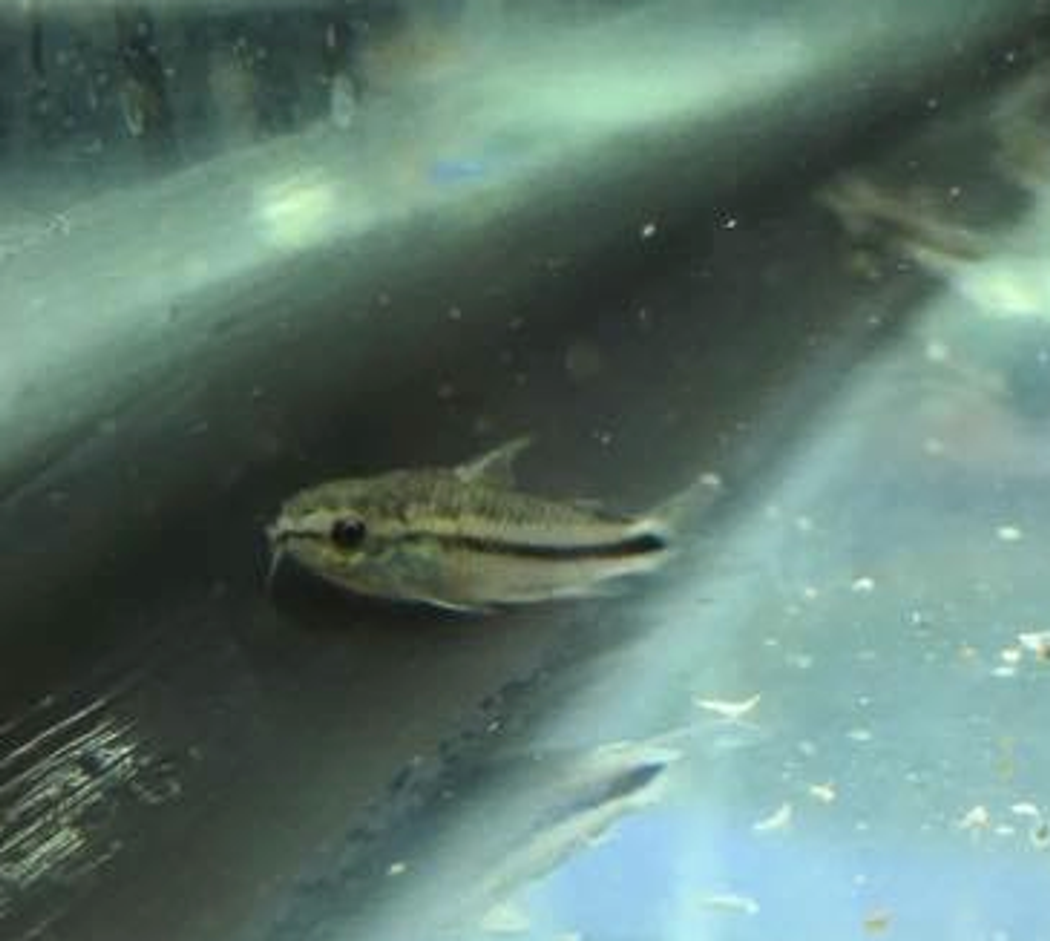 Pygmy Cory Cat