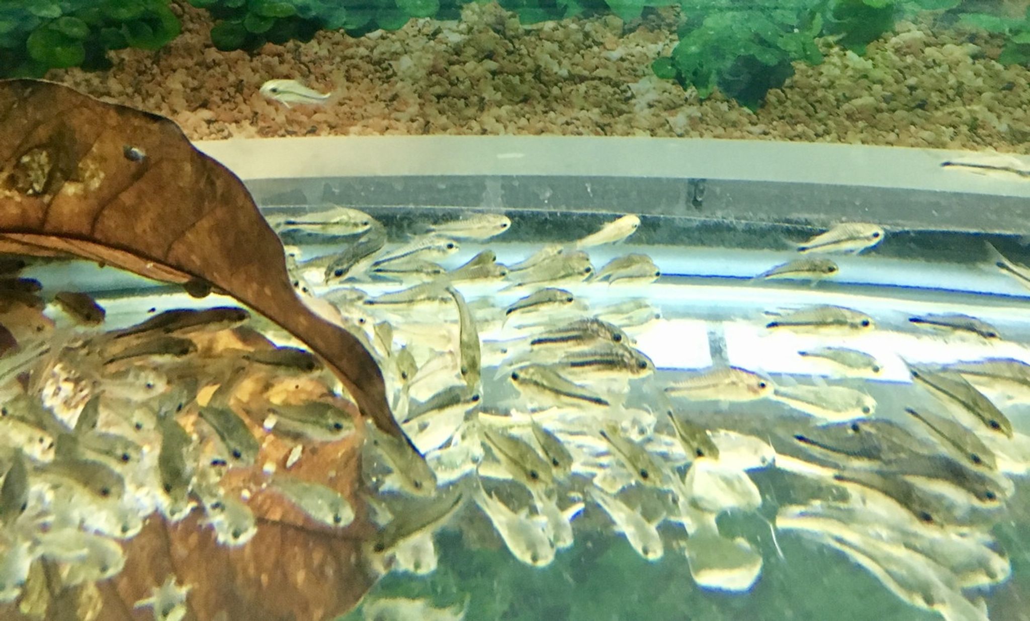 Pygmy Cory Cat