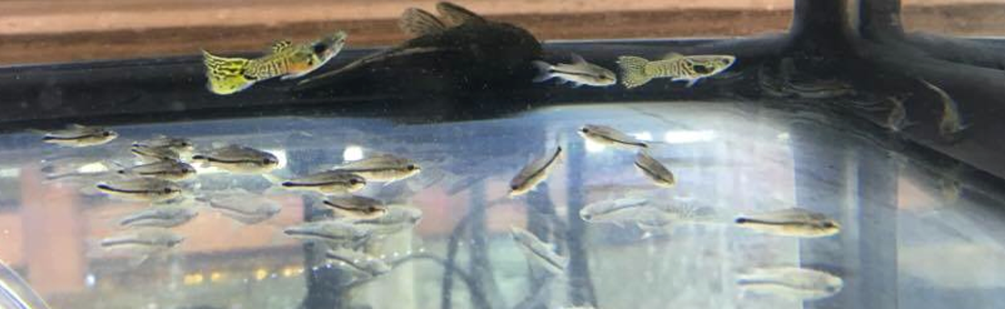 Pygmy Cory Cat