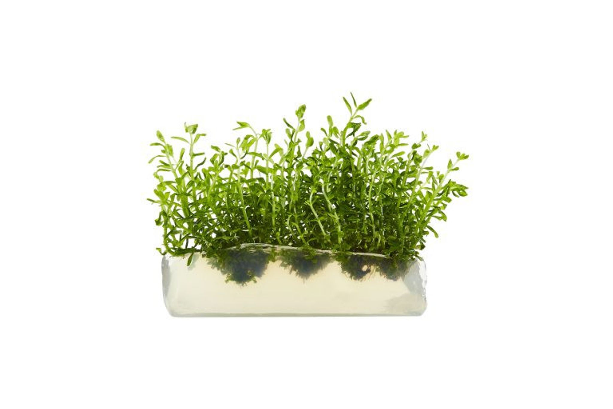 Rotala Rotundifolia Tissue Culture