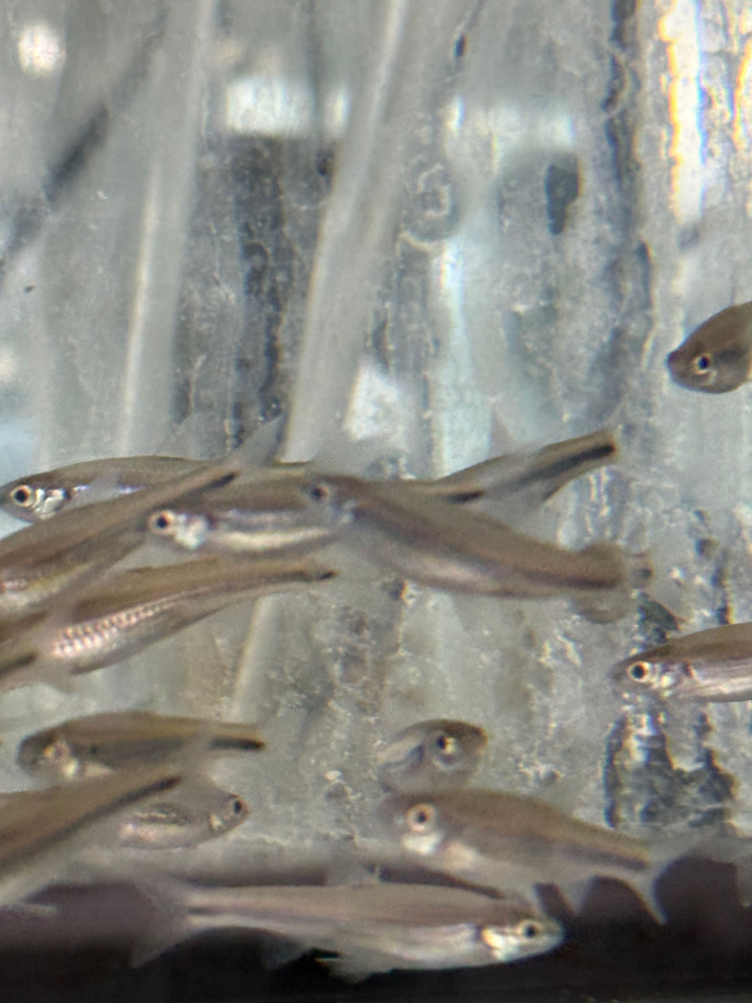 Rainbow Shiner