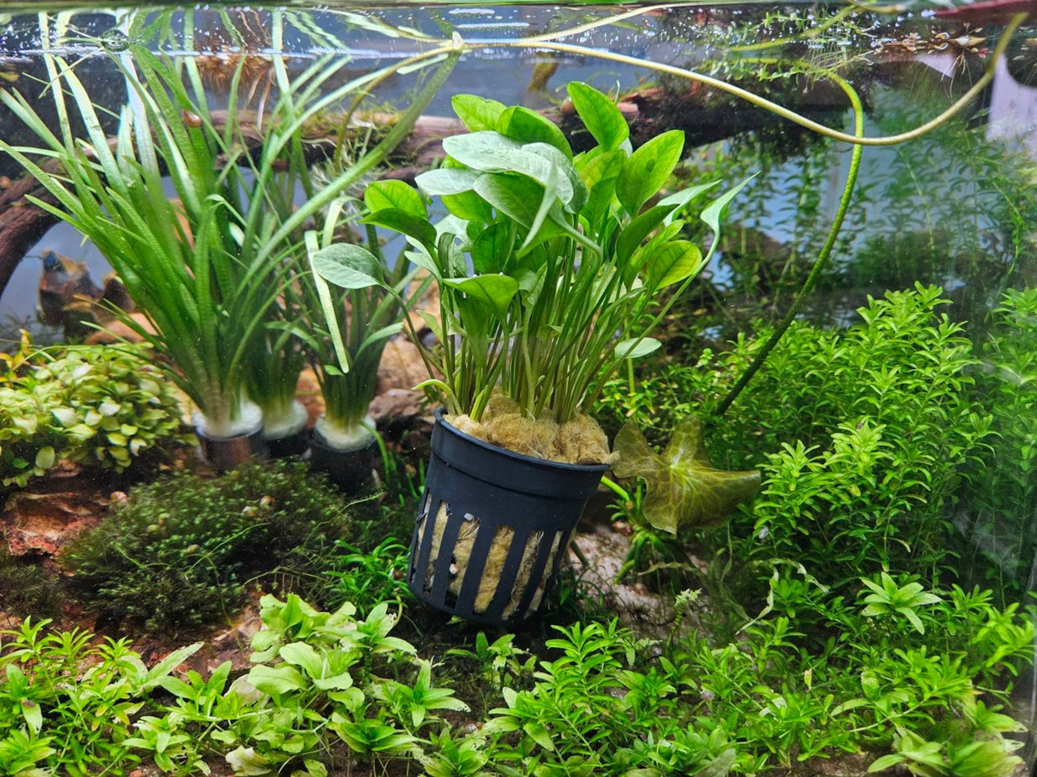 Ranalisma Rostratum