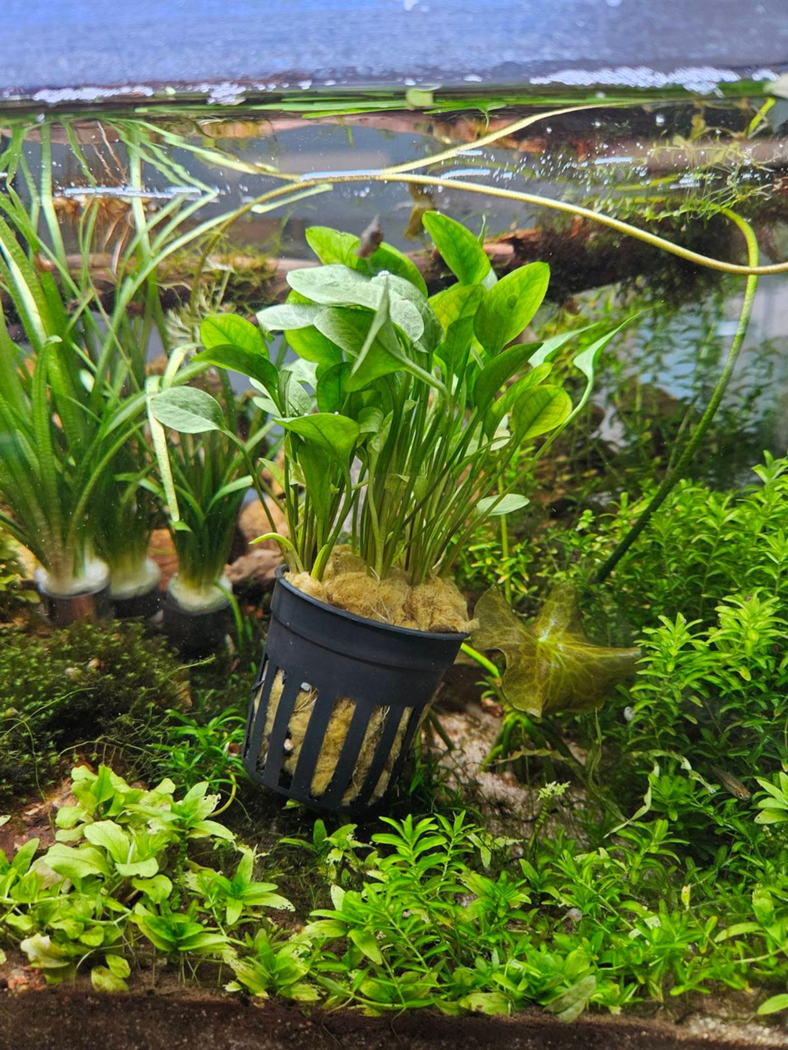 Ranalisma Rostratum