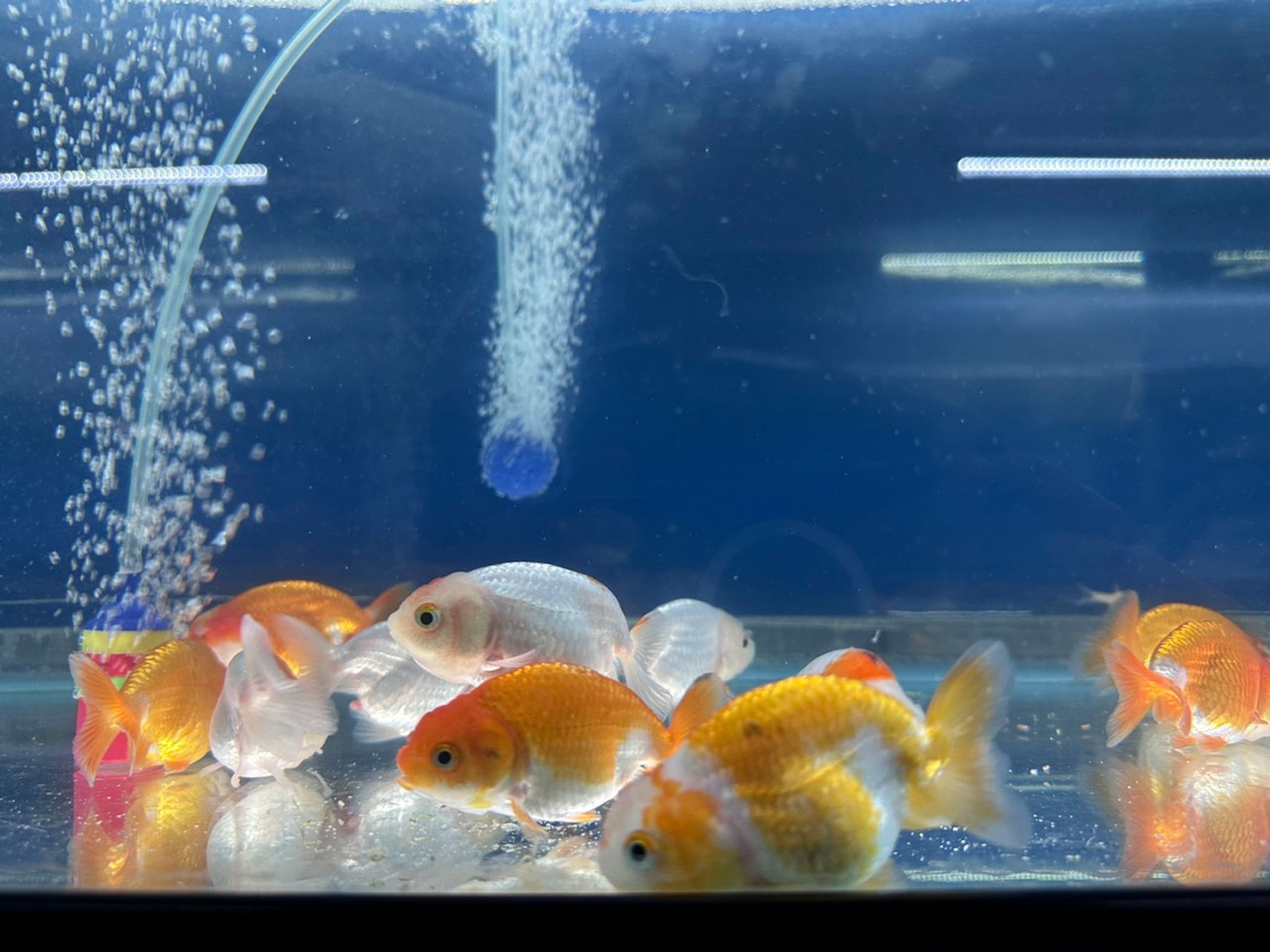 Ranchu Goldfish Assorted