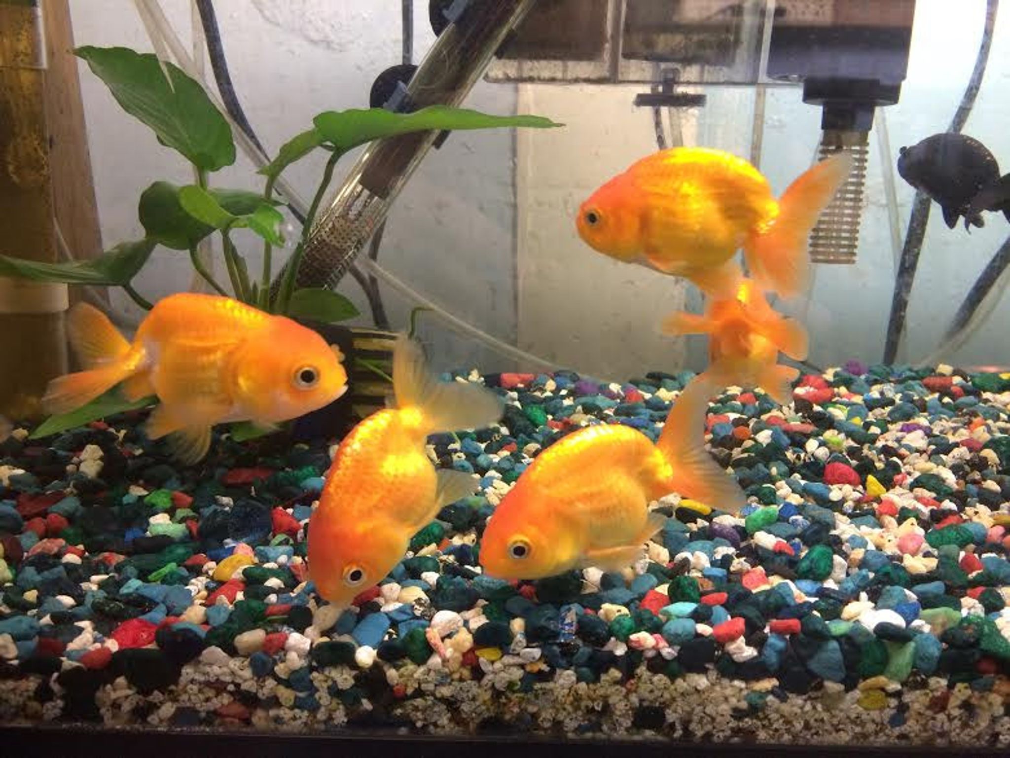 Ranchu Goldfish