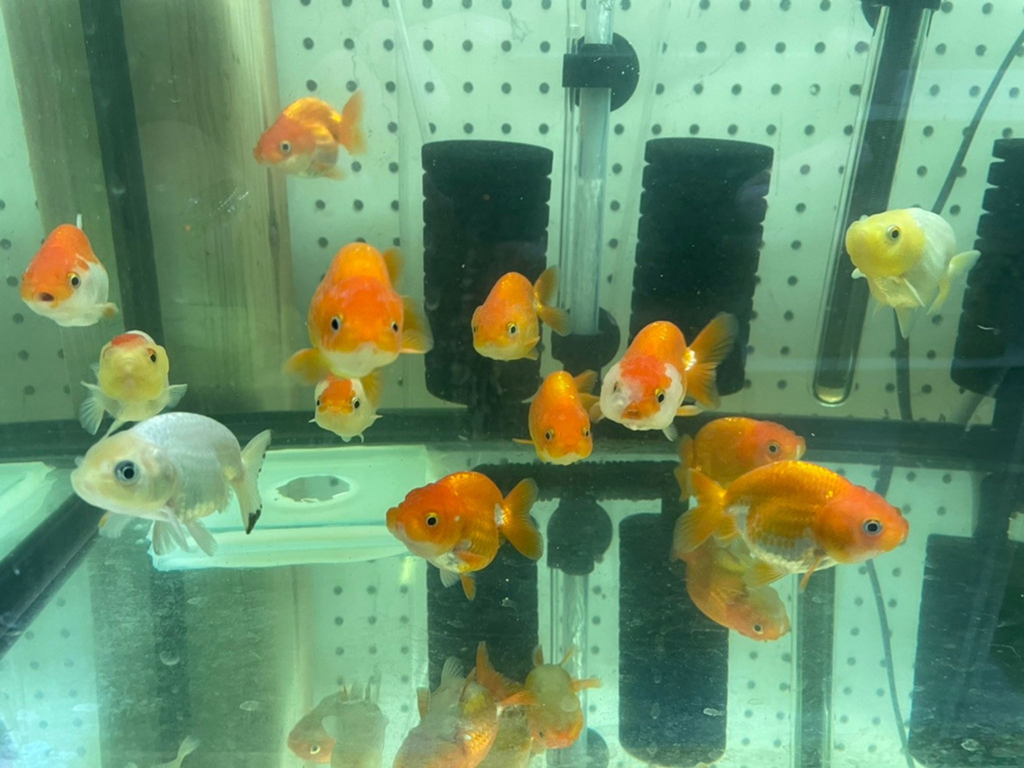 Ranchu Goldfish