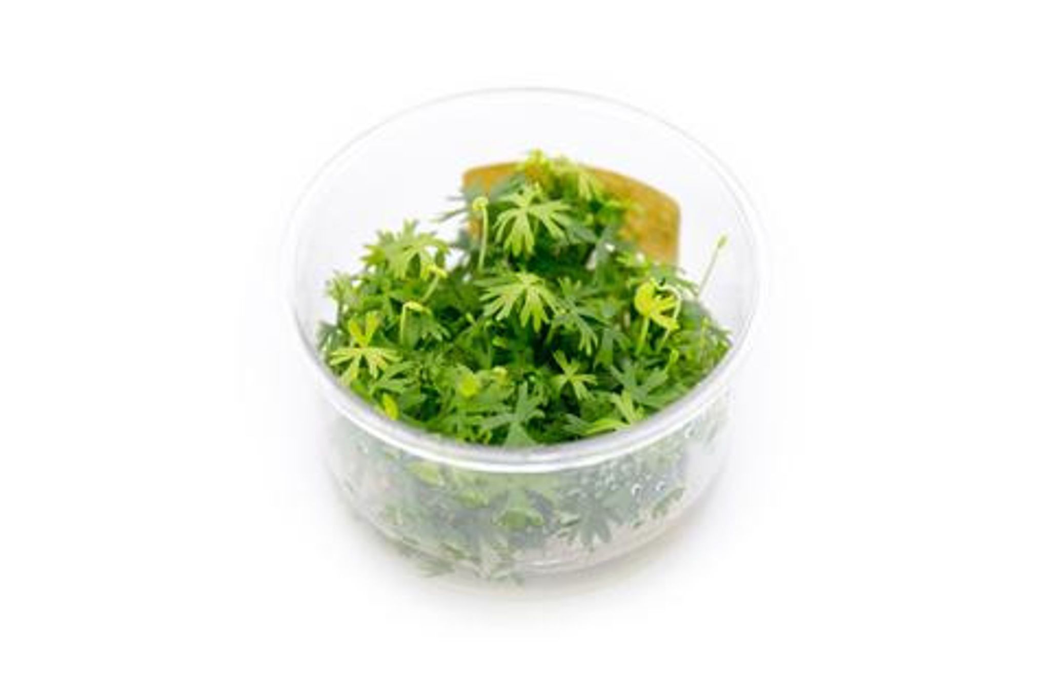 RANUNCULUS INUNDATUS AQUATIC FARMER TISSUE CULTURE