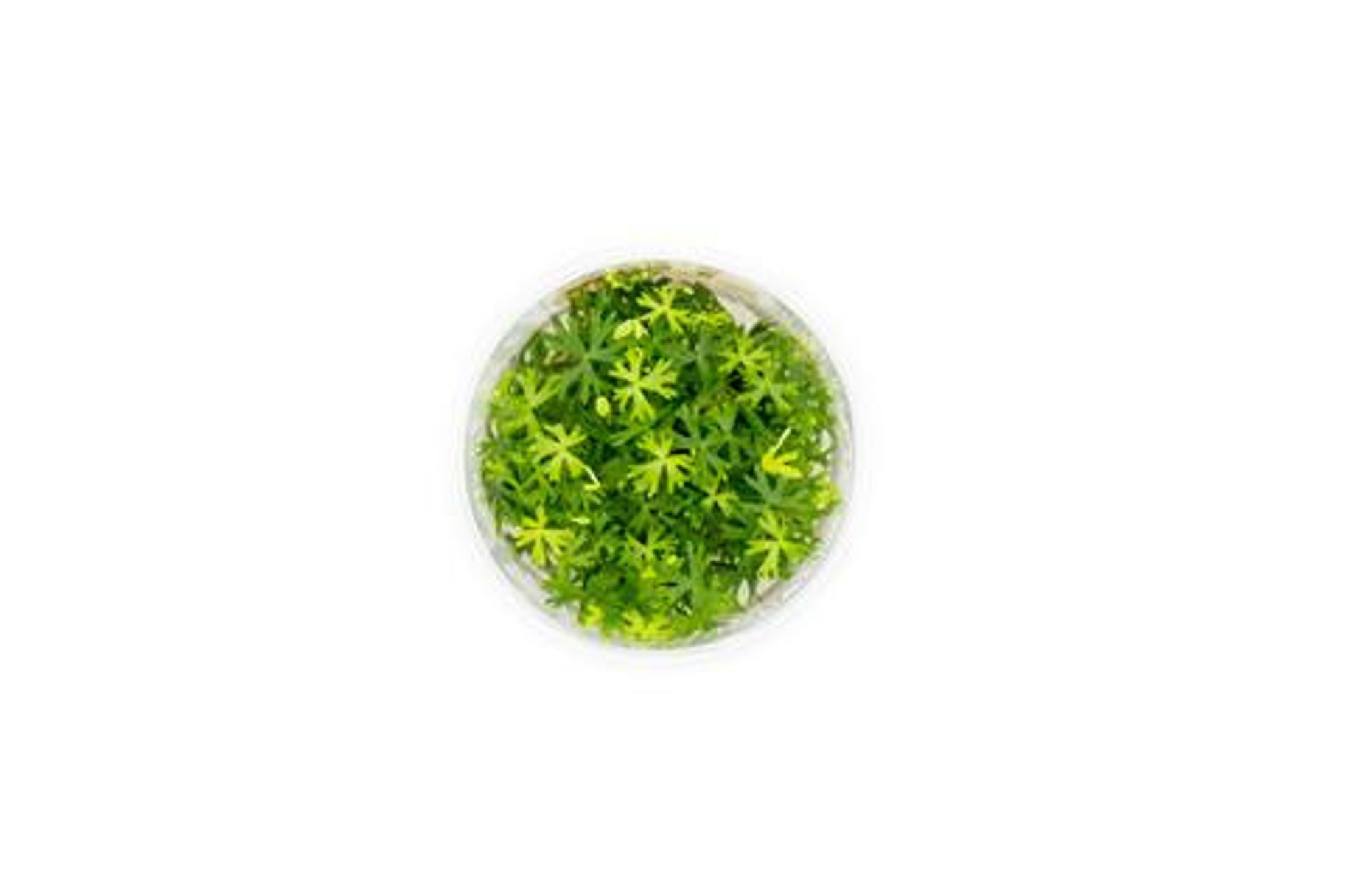 RANUNCULUS INUNDATUS AQUATIC FARMER TISSUE CULTURE