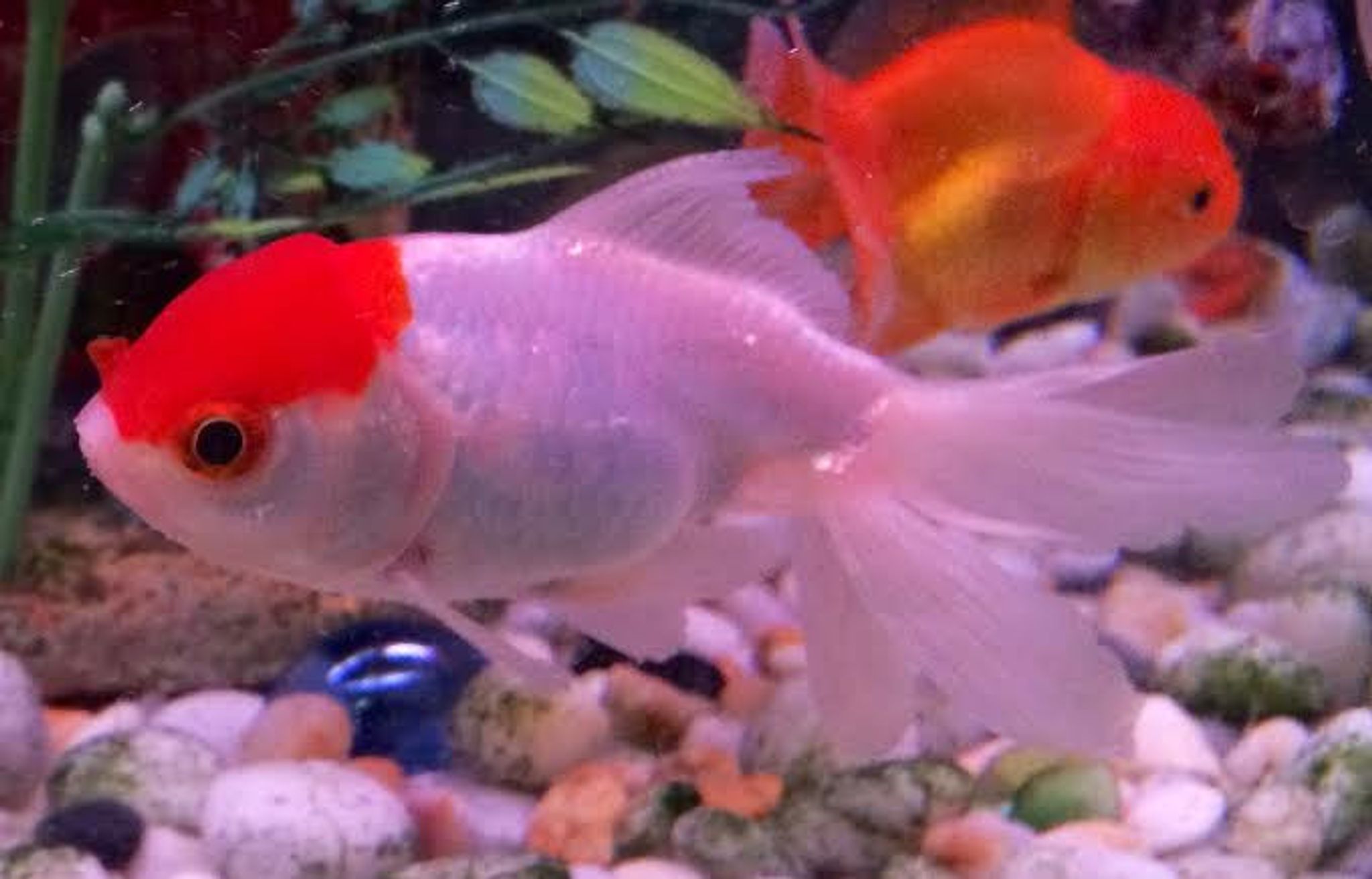 Red Cap Oranda Goldfish - Small