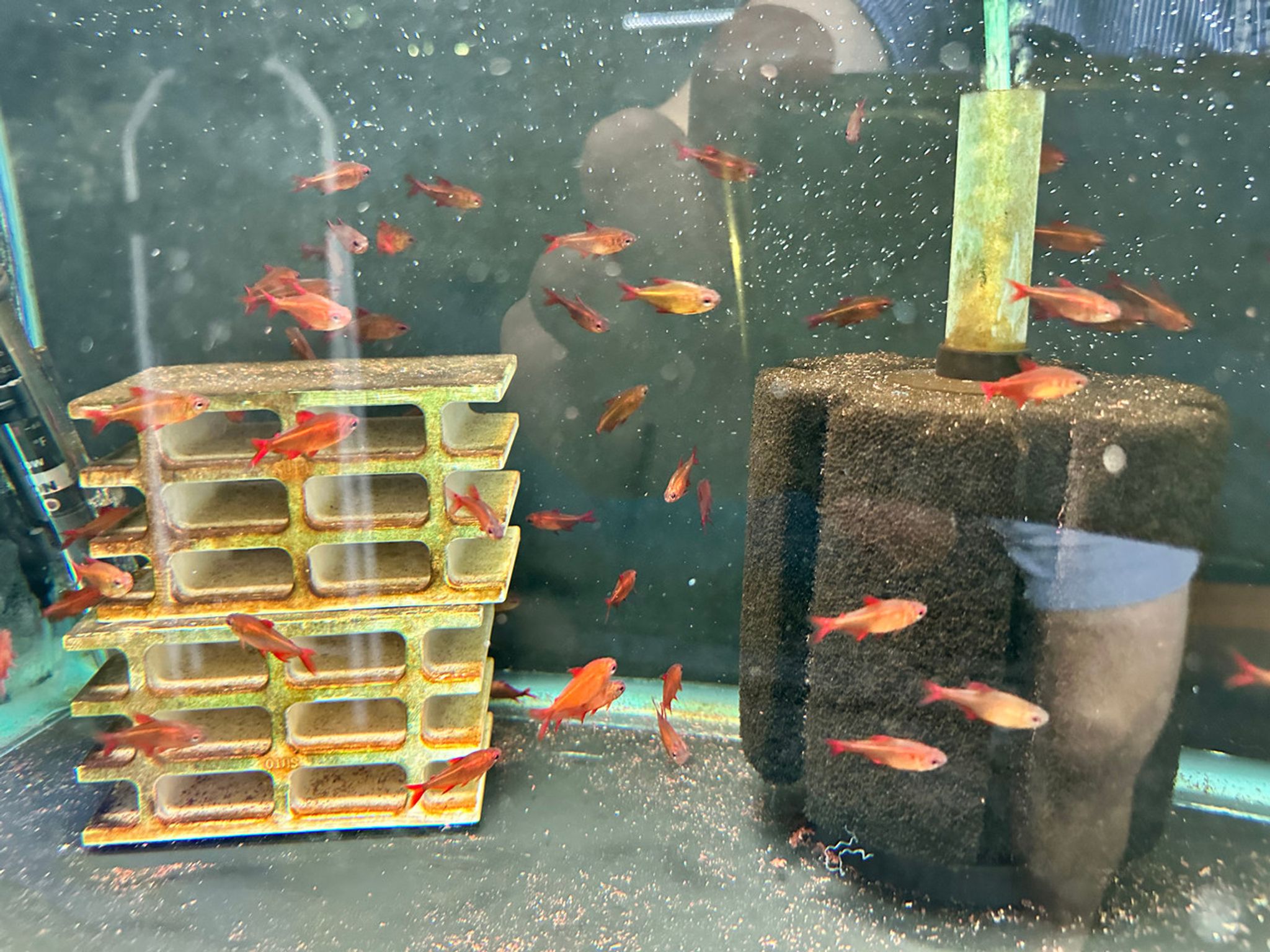 Red Cherry Tetra