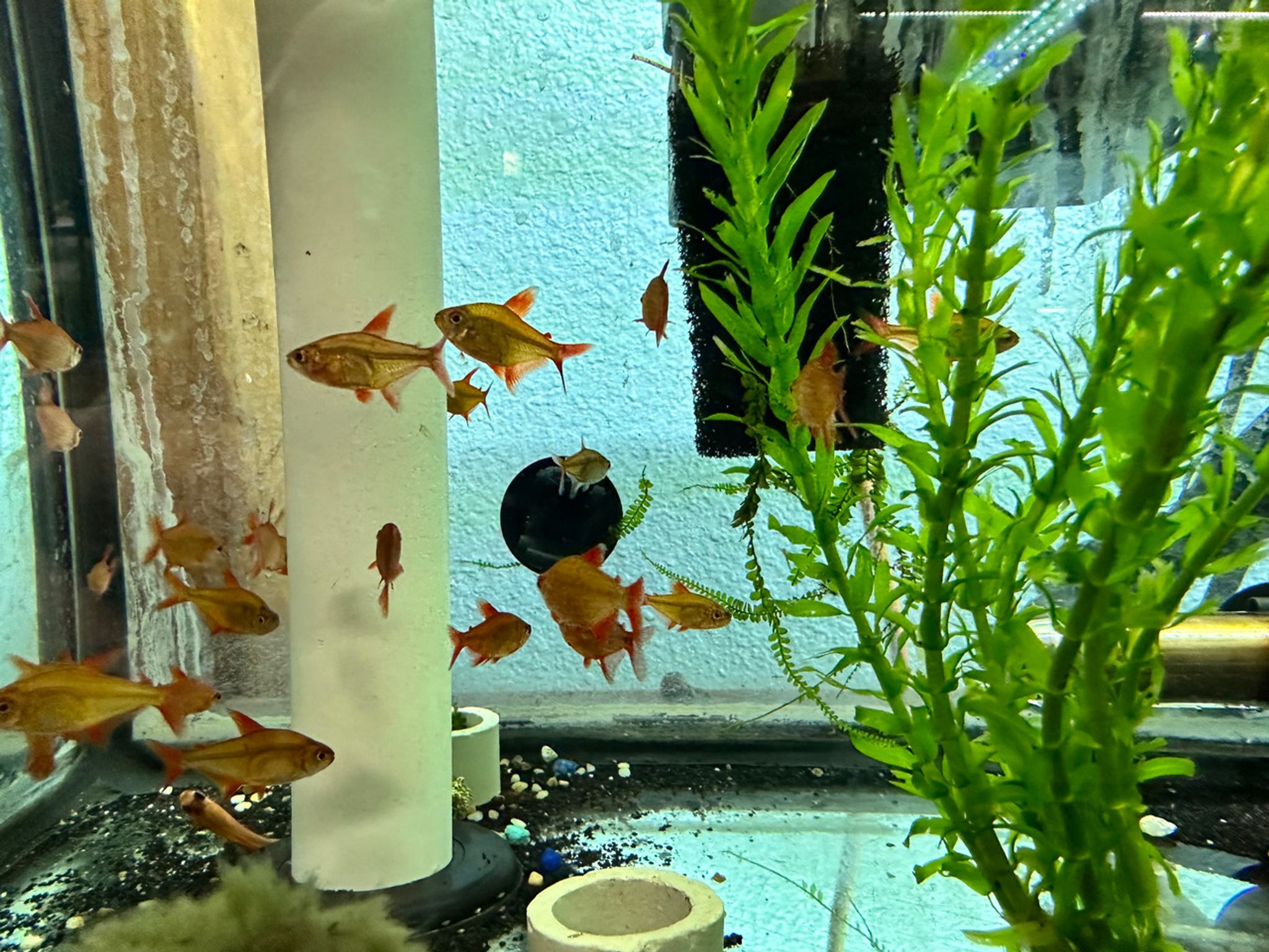 Red Cherry Tetra