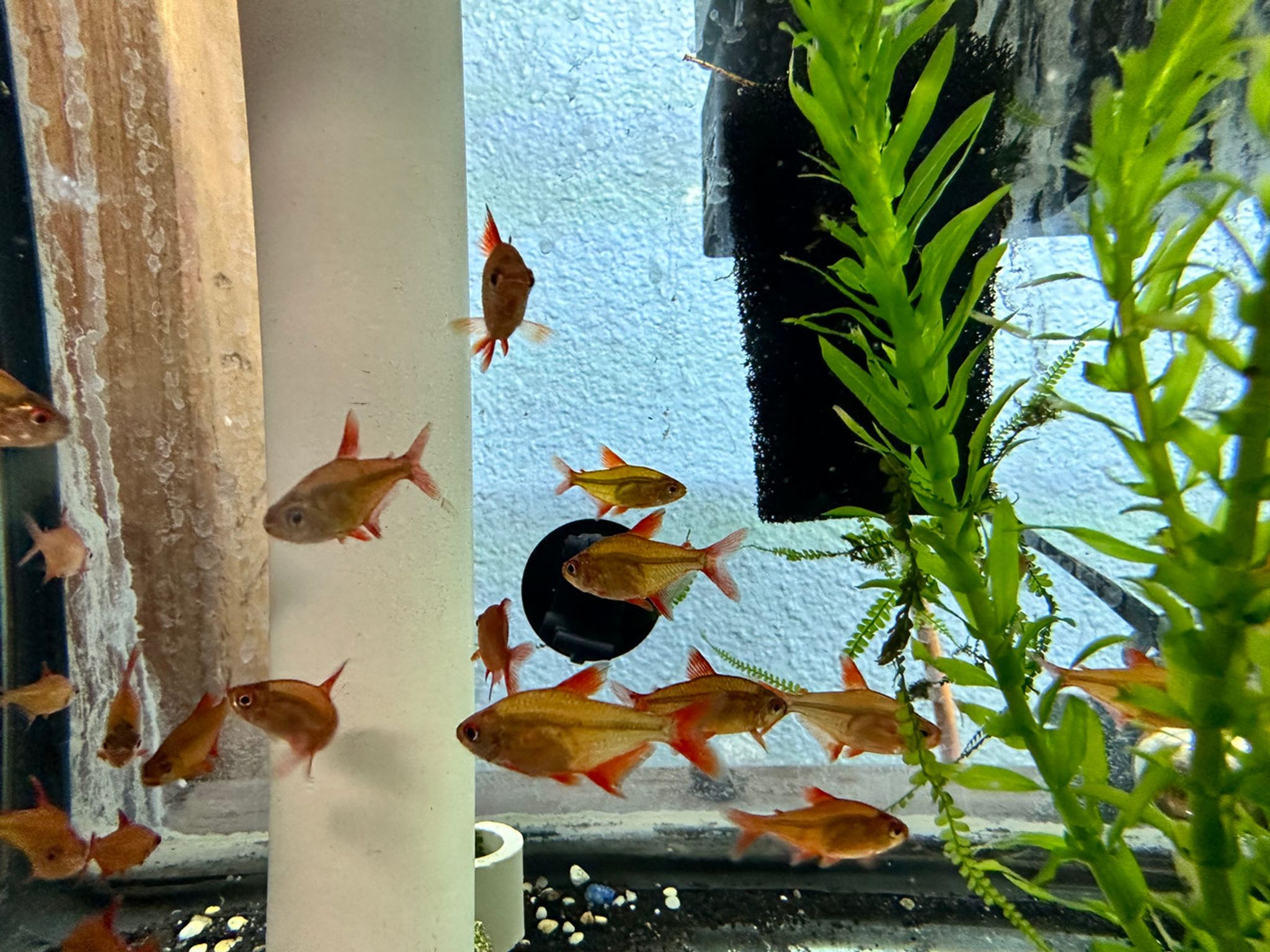 Red Cherry Tetra
