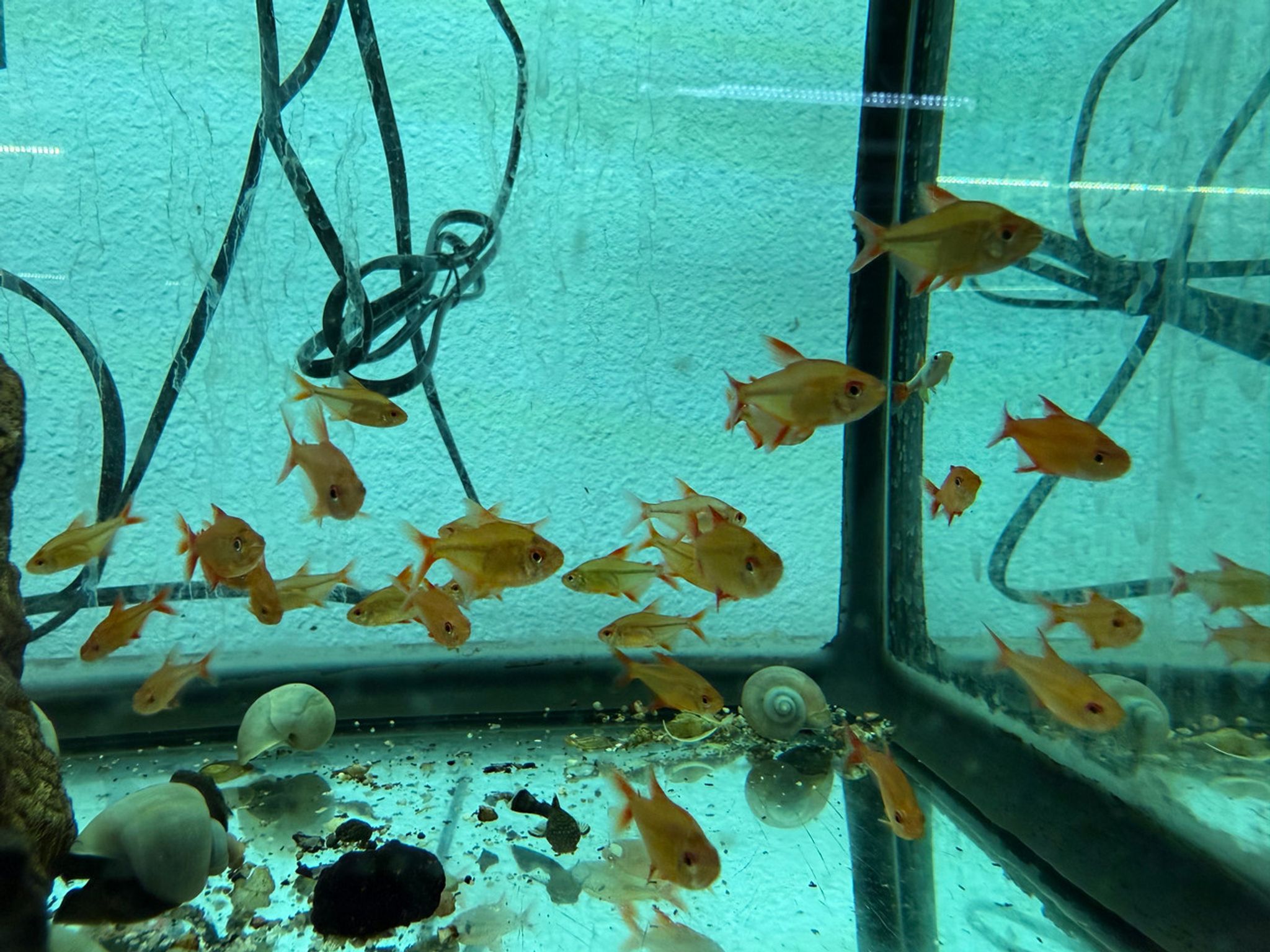 Red Cherry Tetra