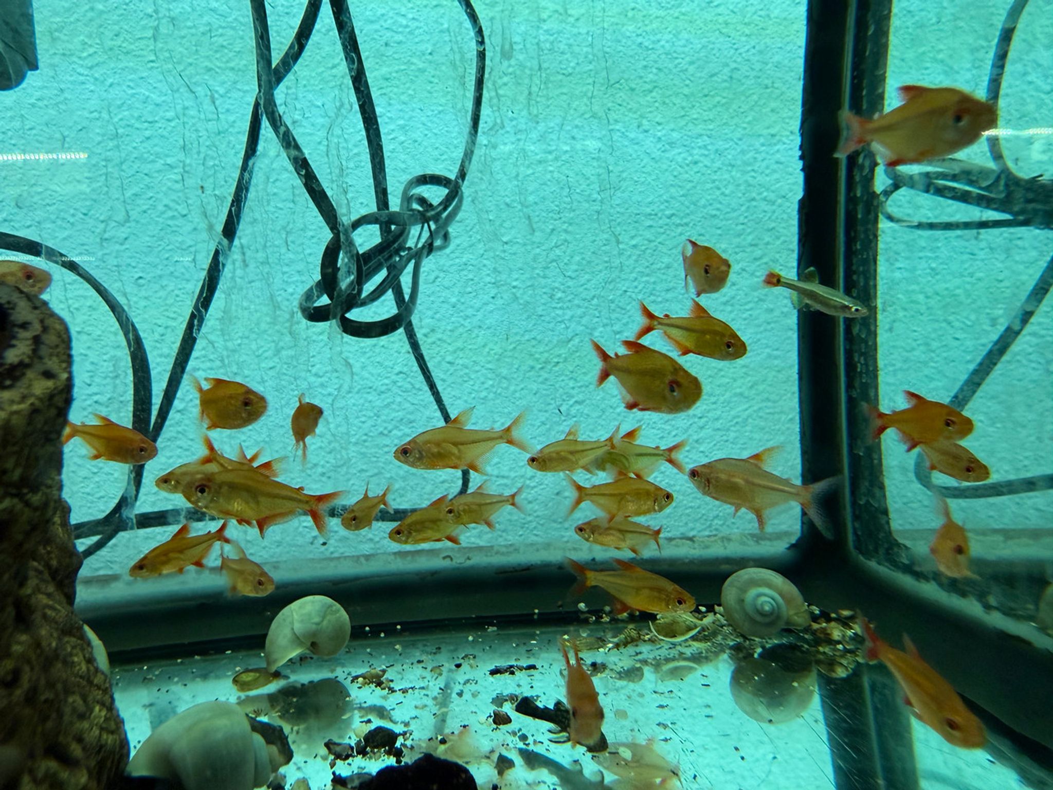 Red Cherry Tetra