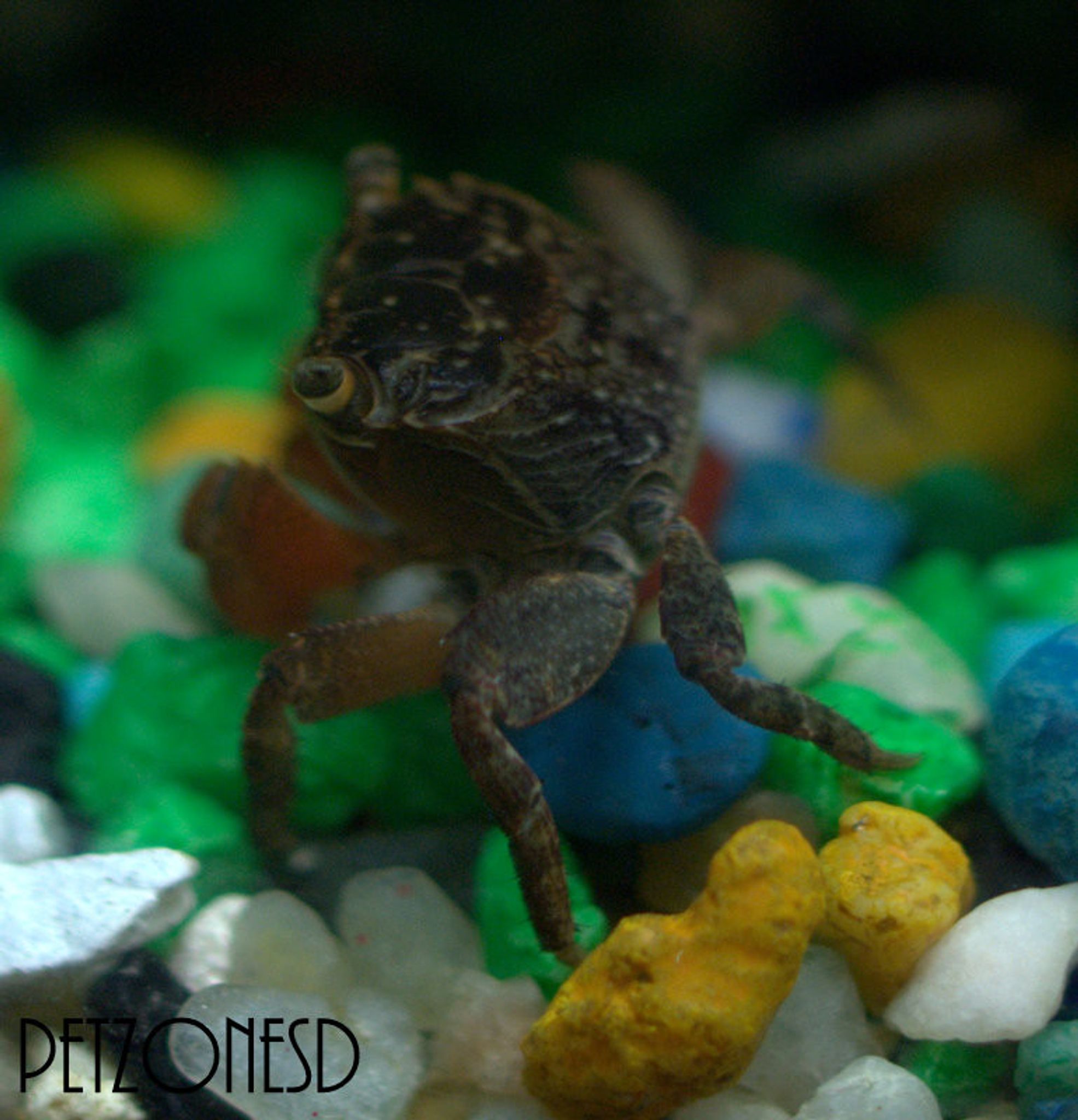 Red Clawed Crab
