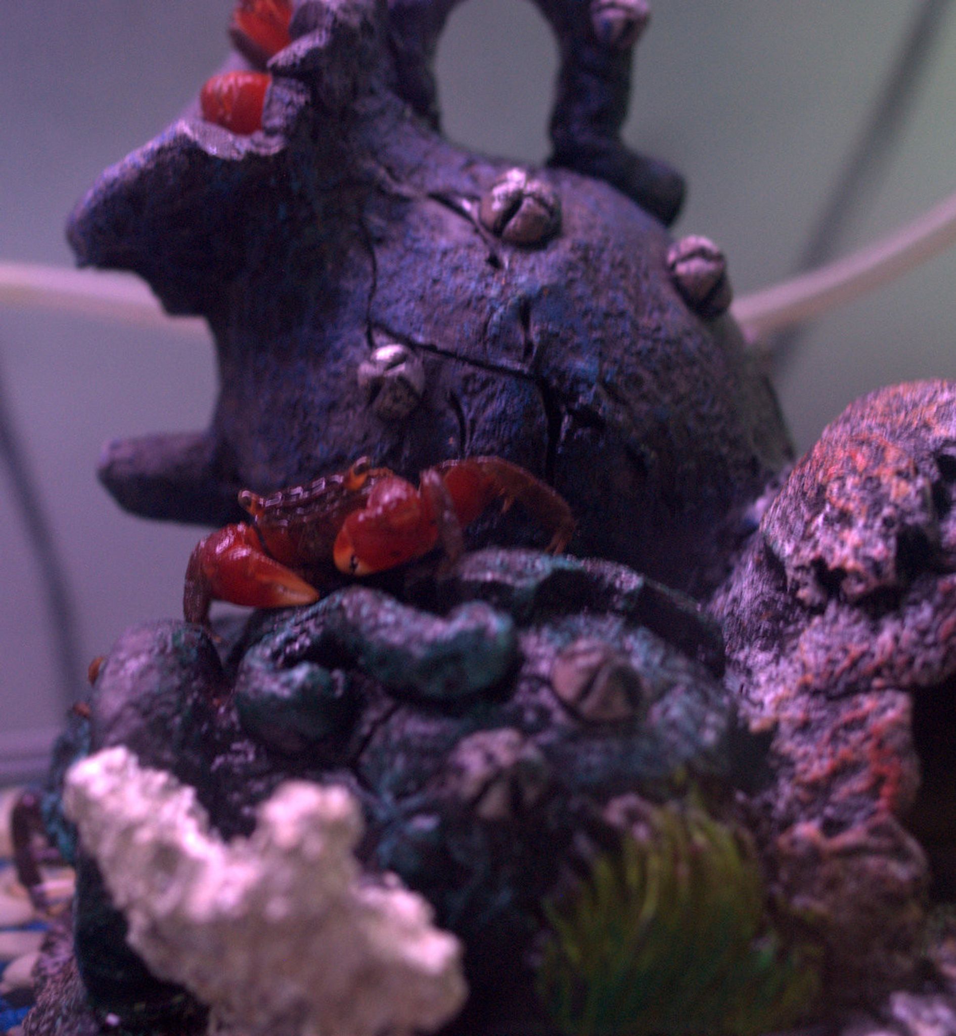 Red Clawed Crab