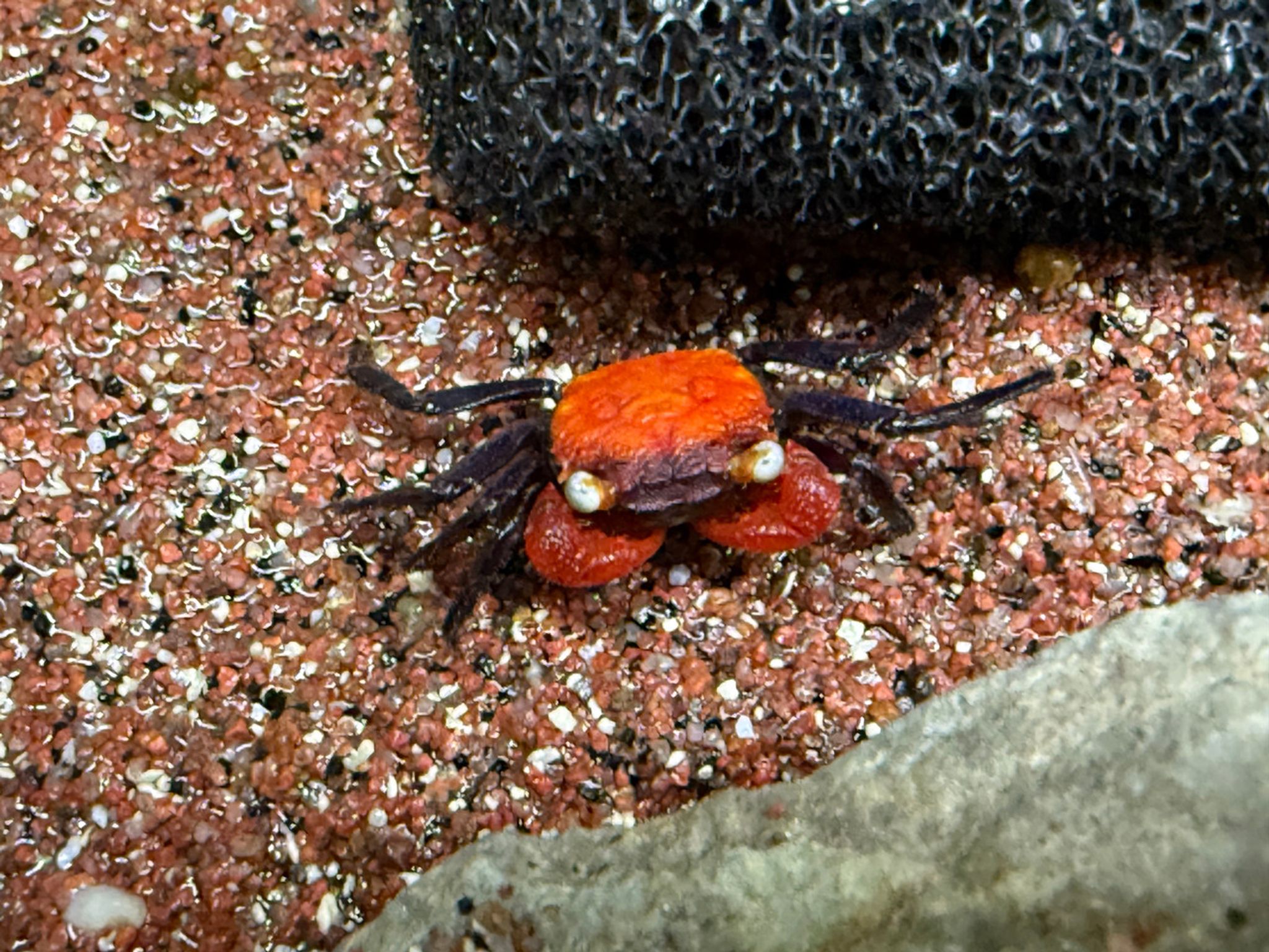 Red Devil Crab - Geosesarma sp