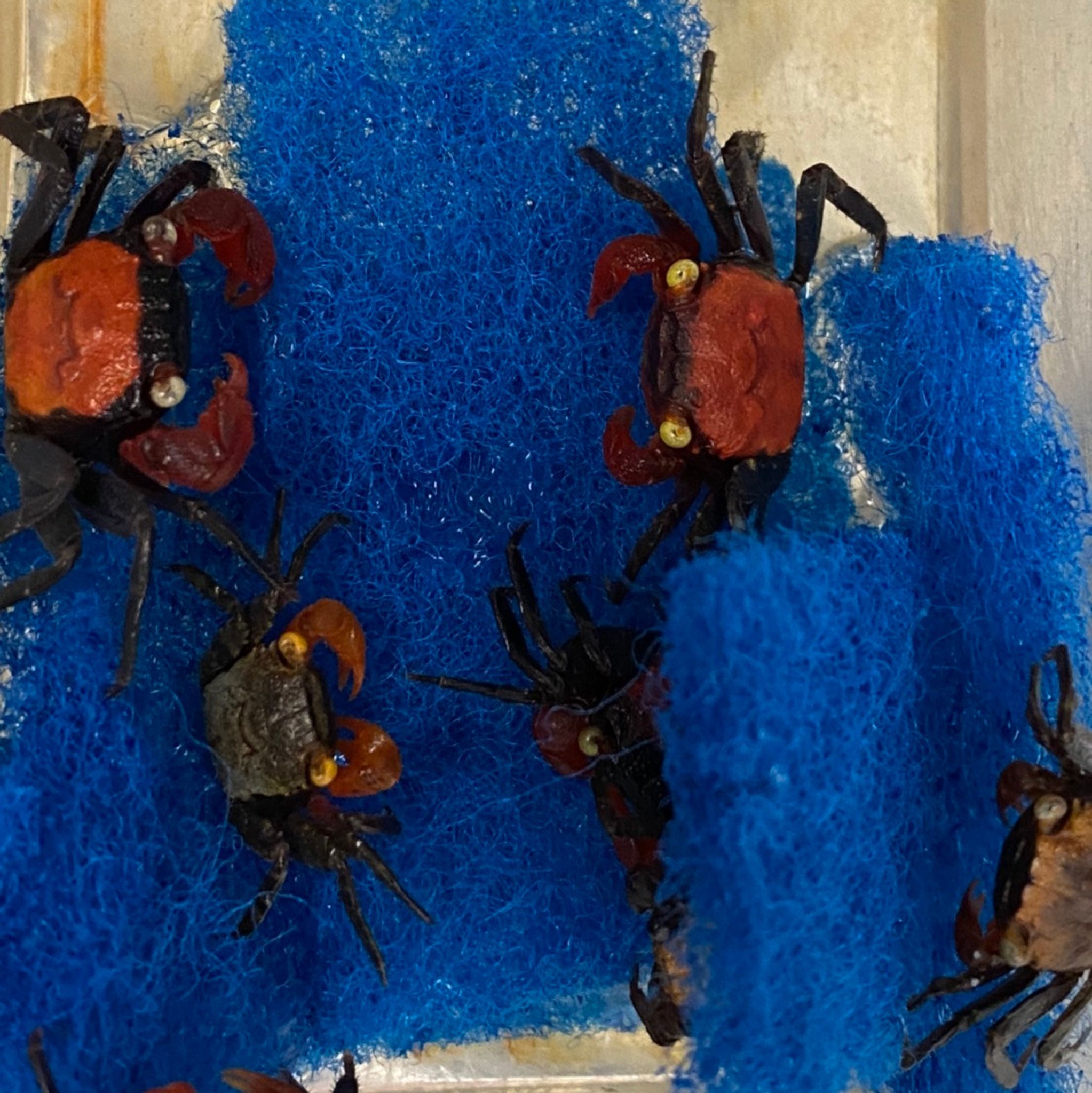 Red Devil Crab - Geosesarma sp