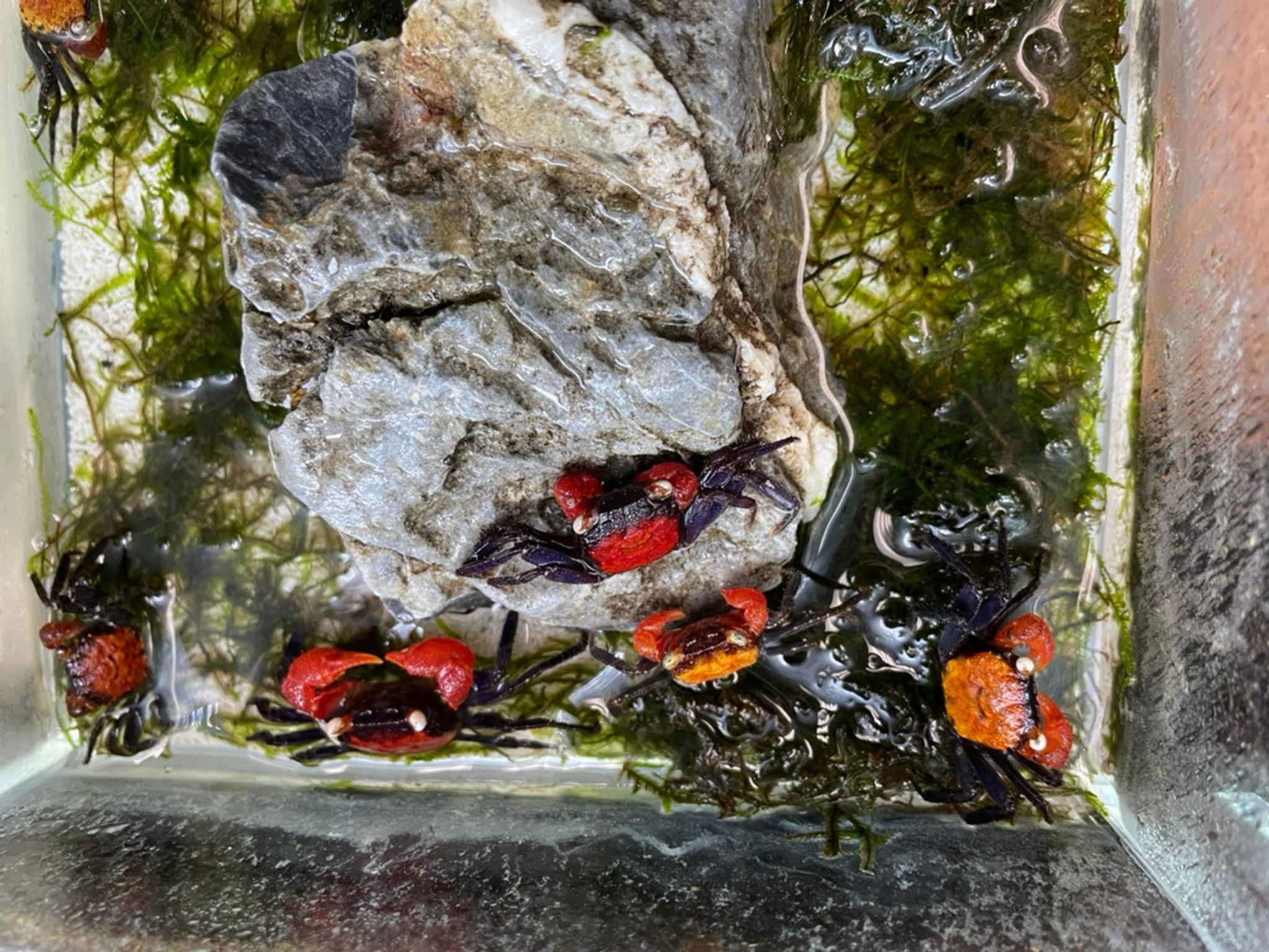 Red Devil Crab - Geosesarma sp