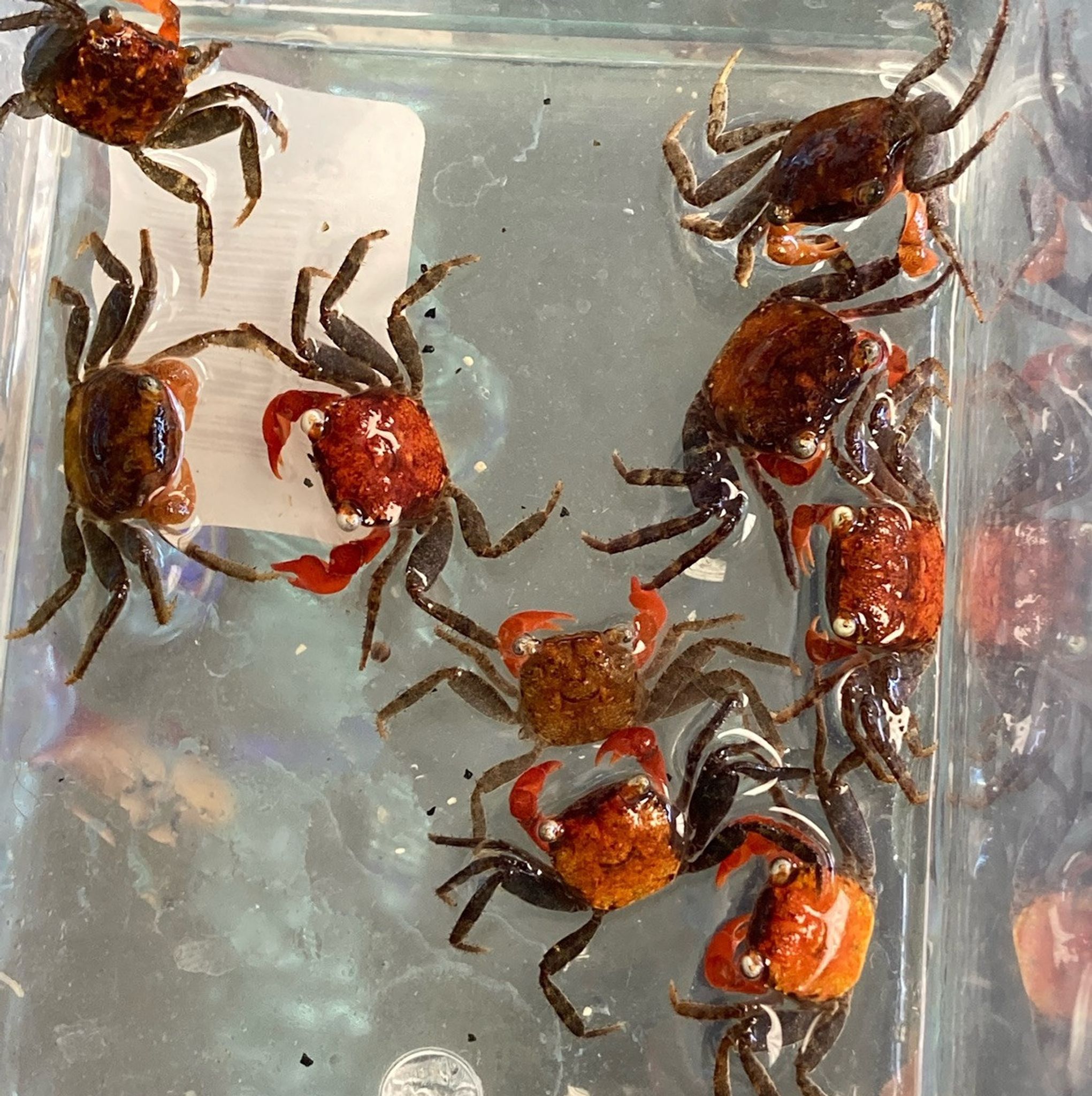 Red Devil Crab - Geosesarma sp