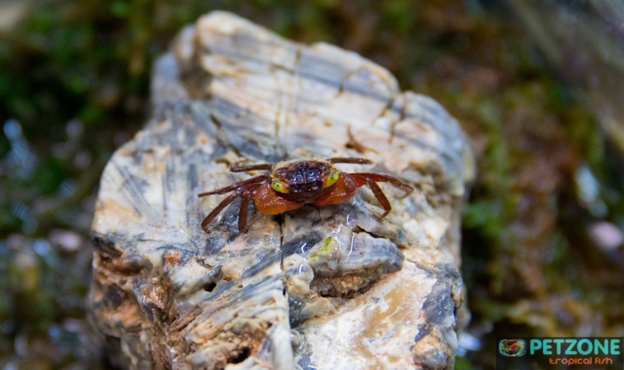Red Devil Crab