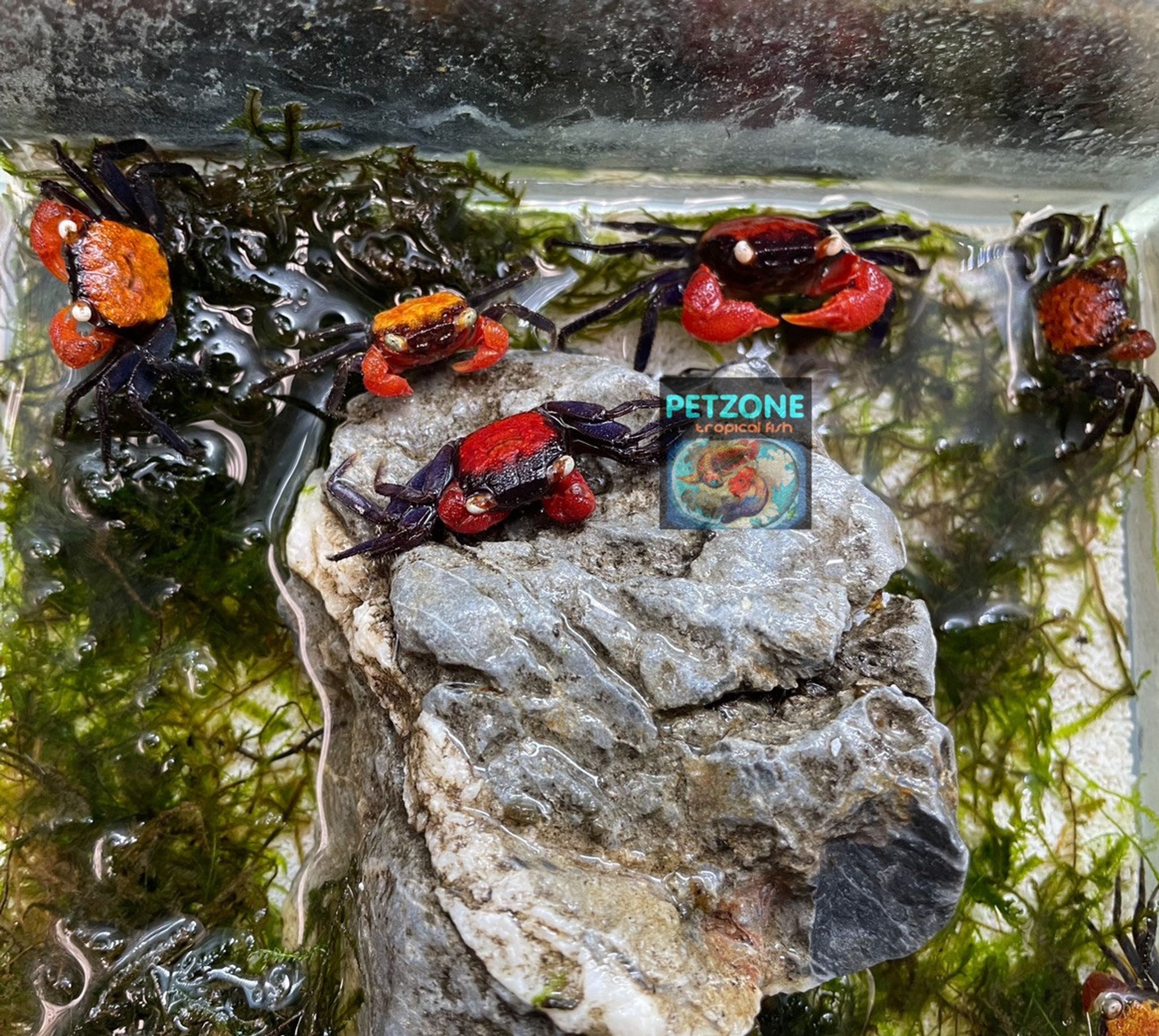 Red Devil Crab