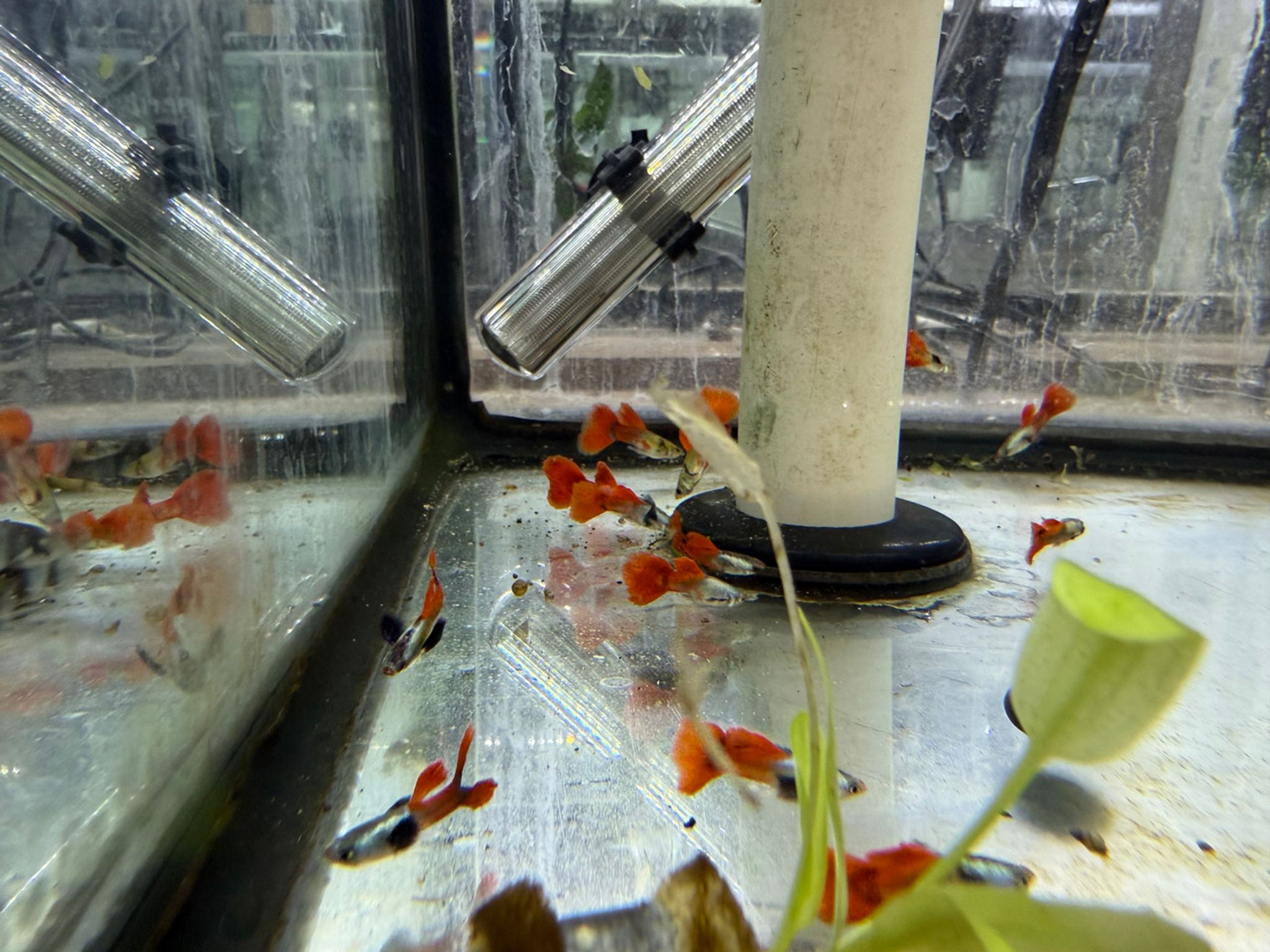 Red Dumbo Guppy