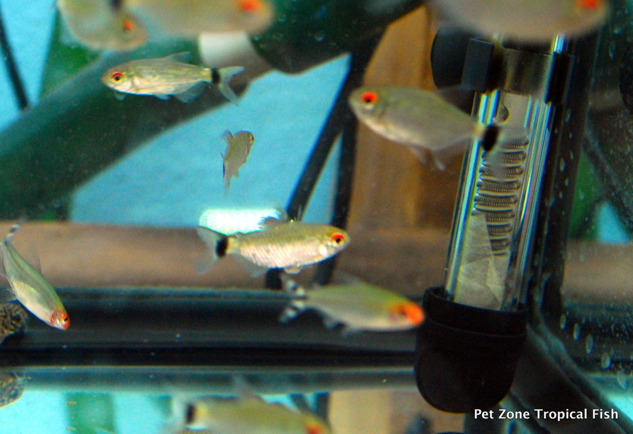 Red Eyed Tetra