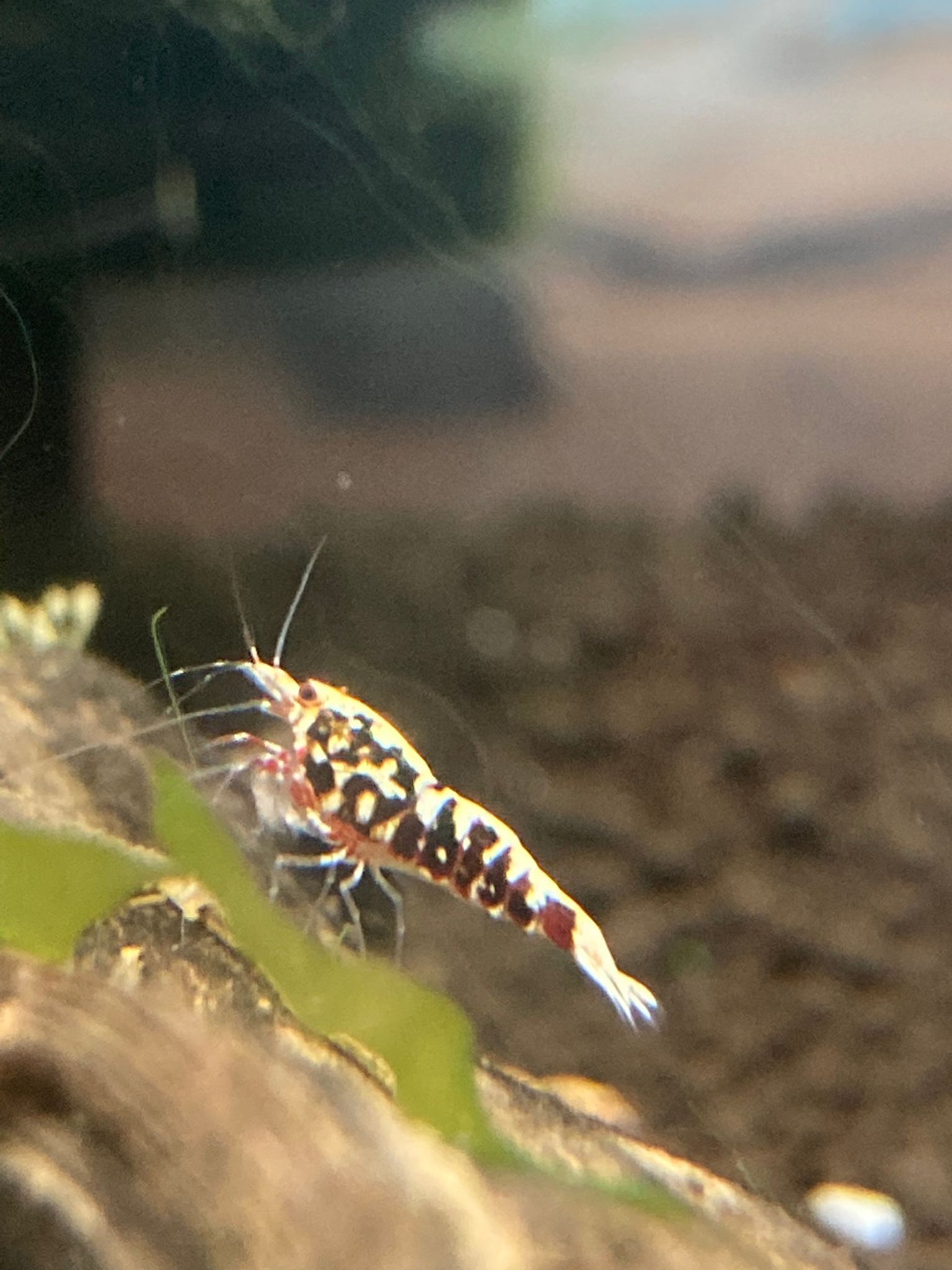 Red Fishbone Galaxy Shrimp