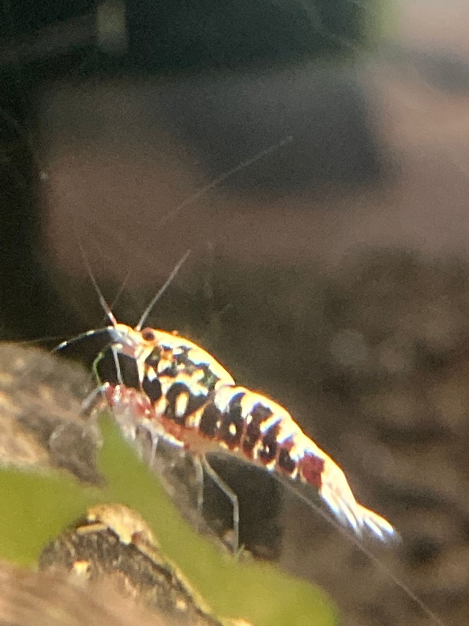 Red Fishbone Galaxy Shrimp