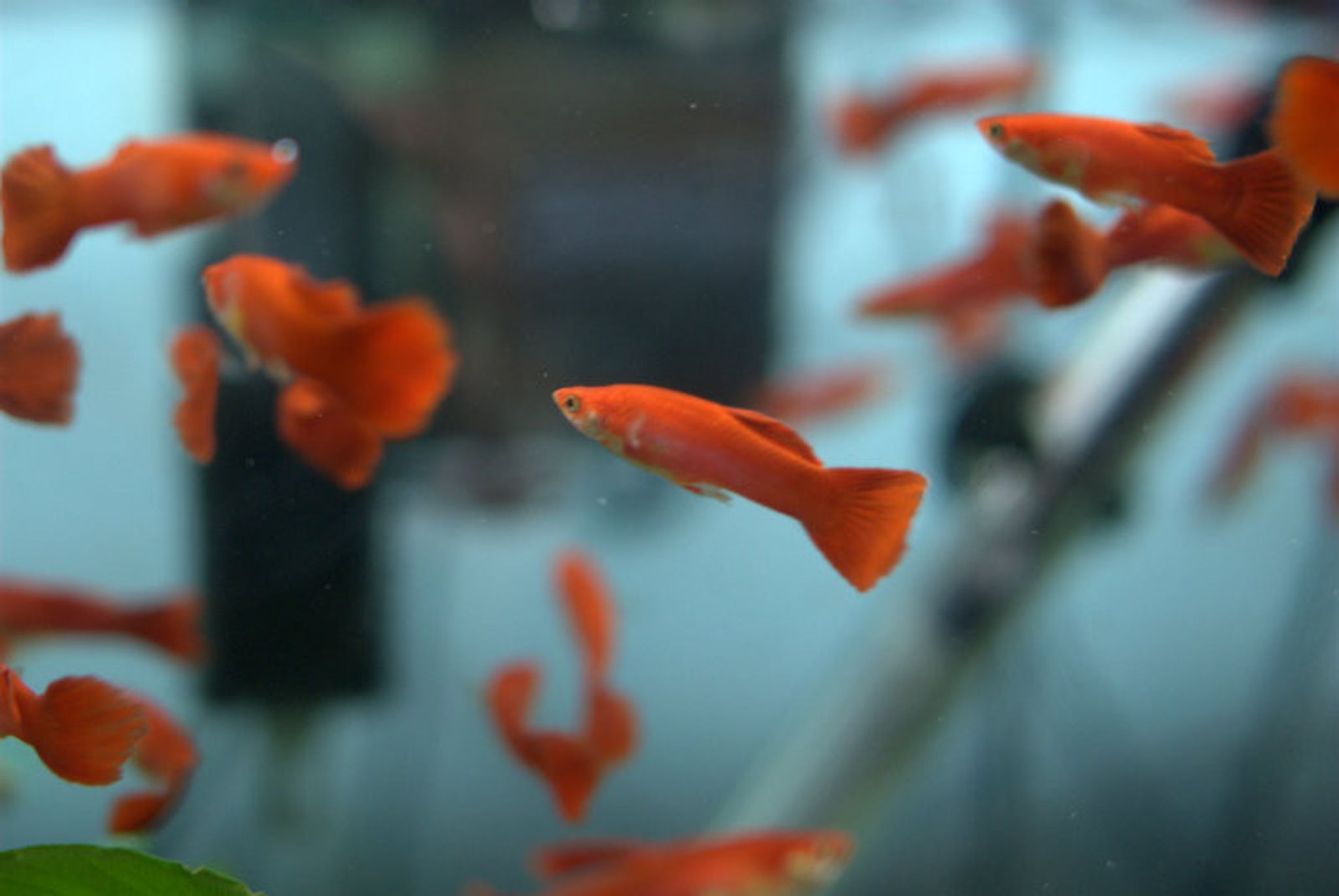 Red Guppy
