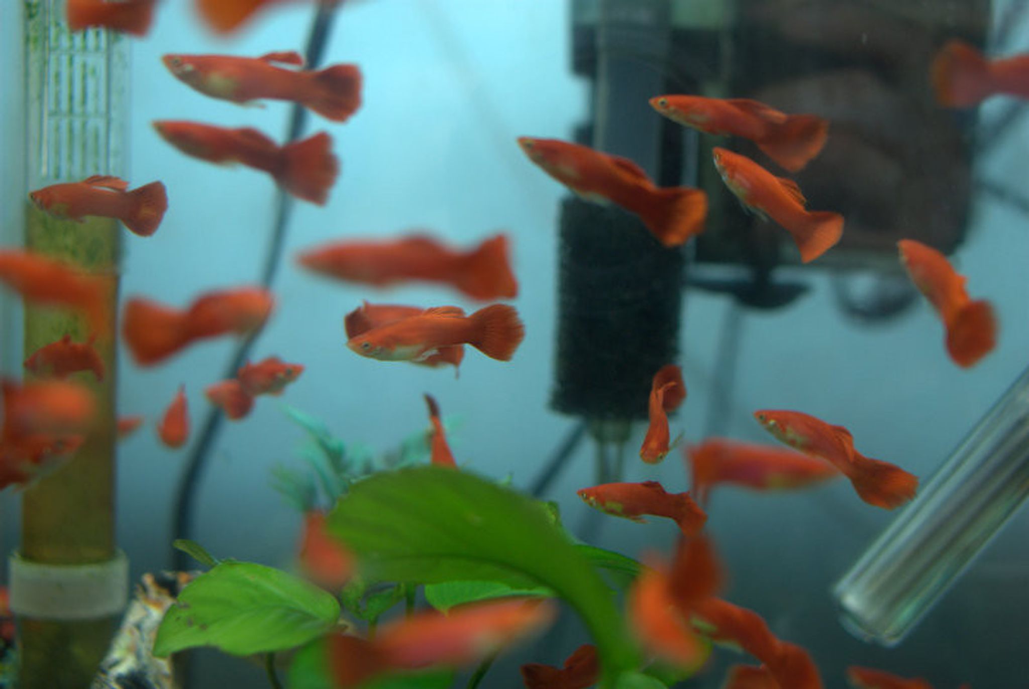 Red Guppy