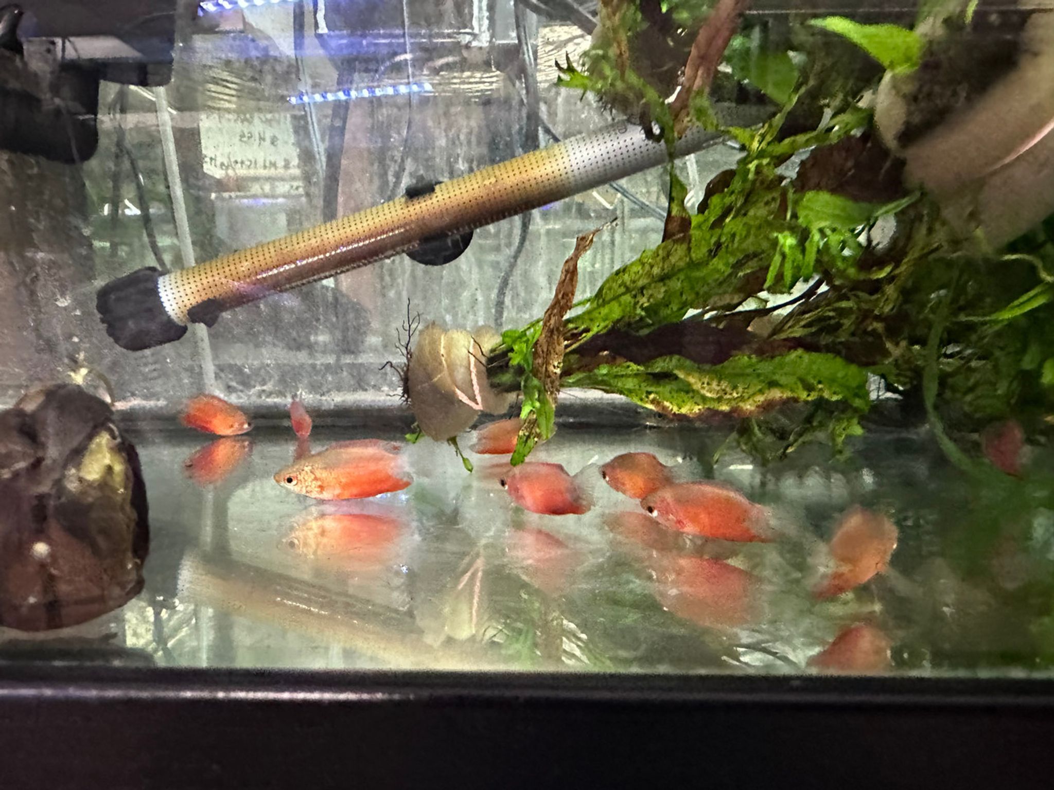 Red Honey Gourami