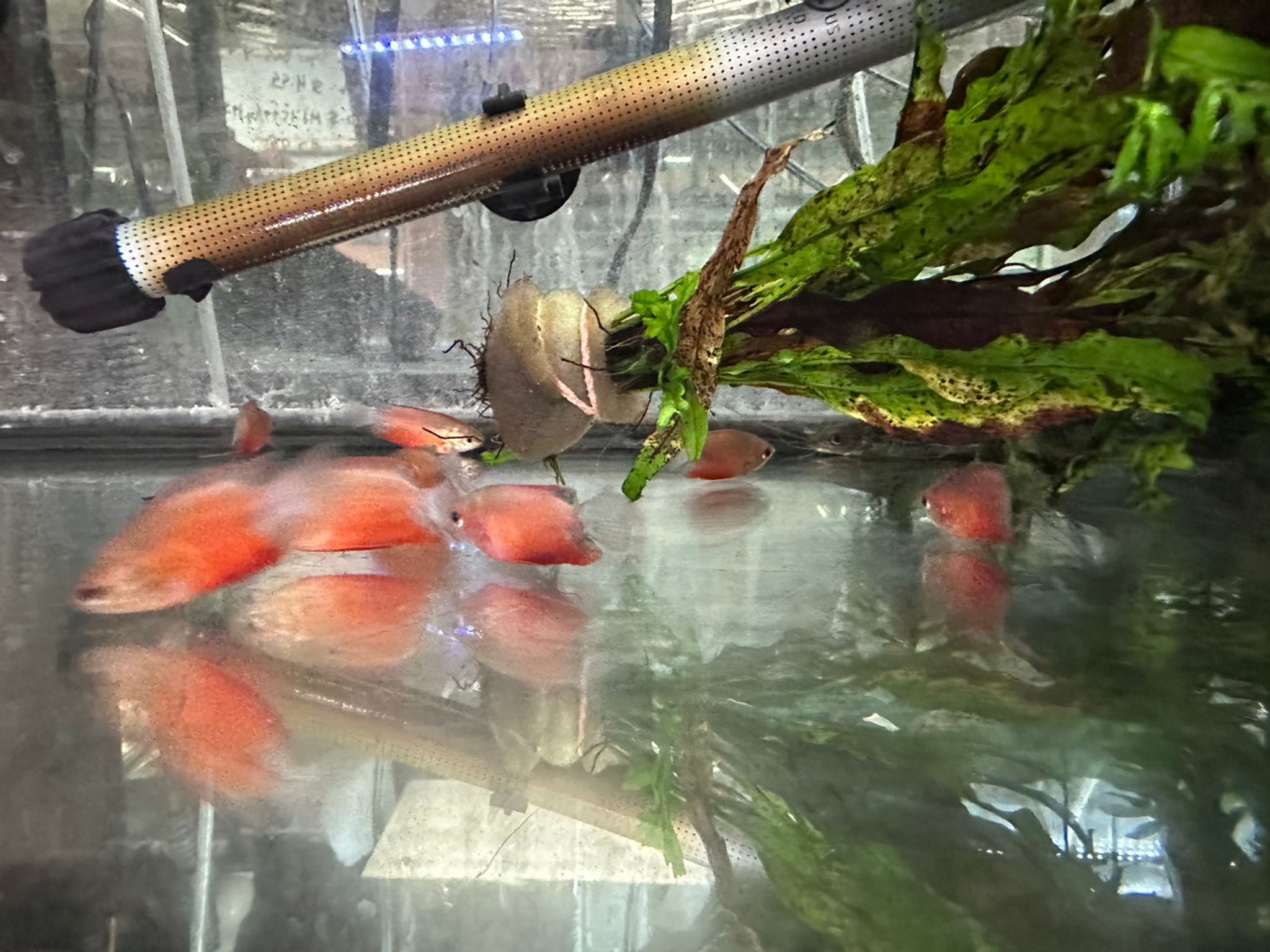 Red Honey Gourami