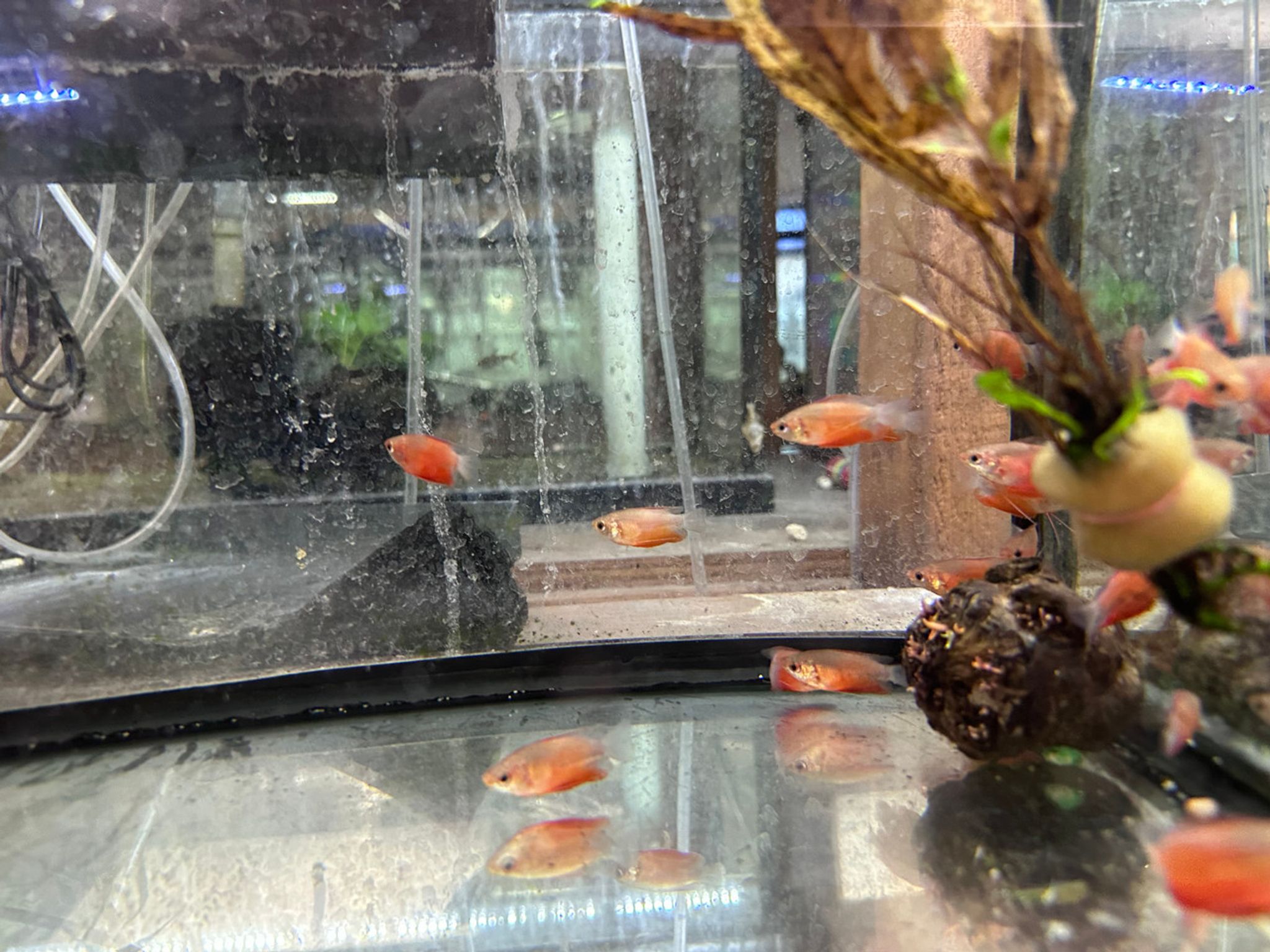 Red Honey Gourami