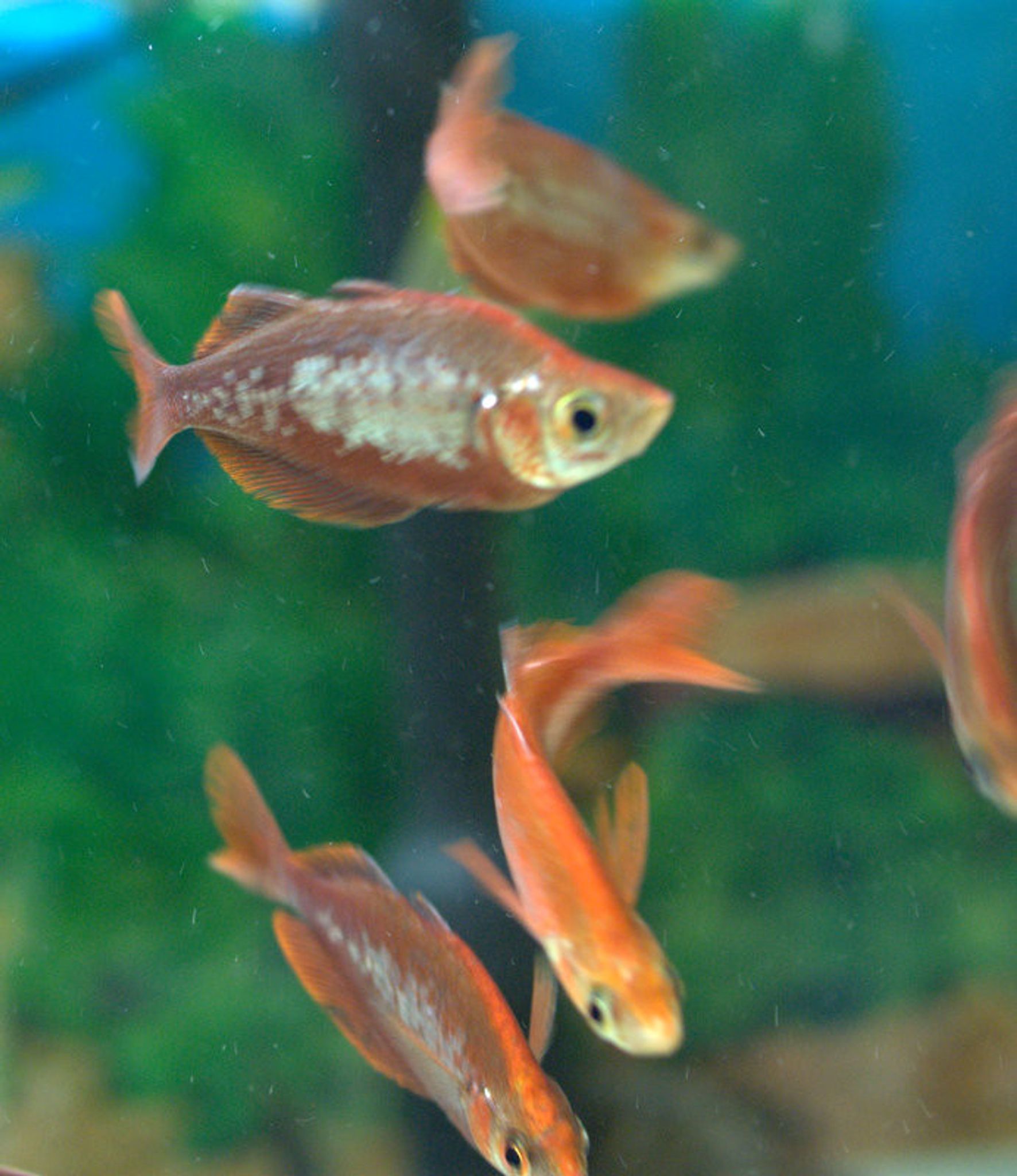 Red Irian Rainbowfish