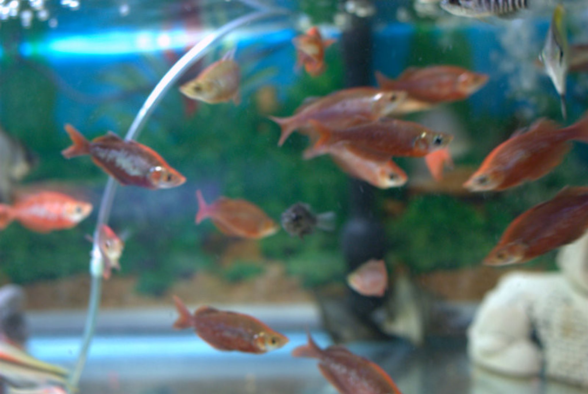 Red Irian Rainbowfish