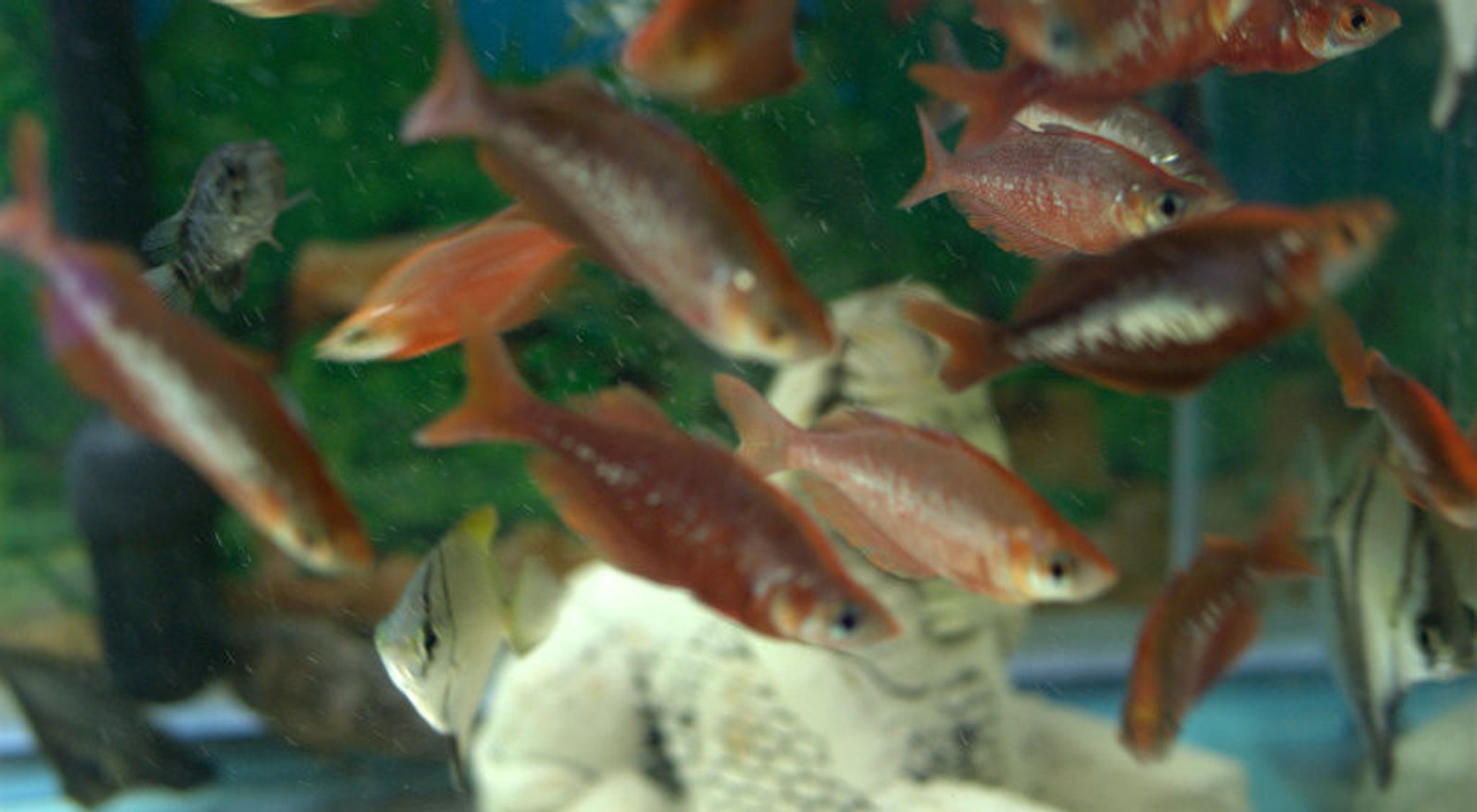 Red Irian Rainbowfish