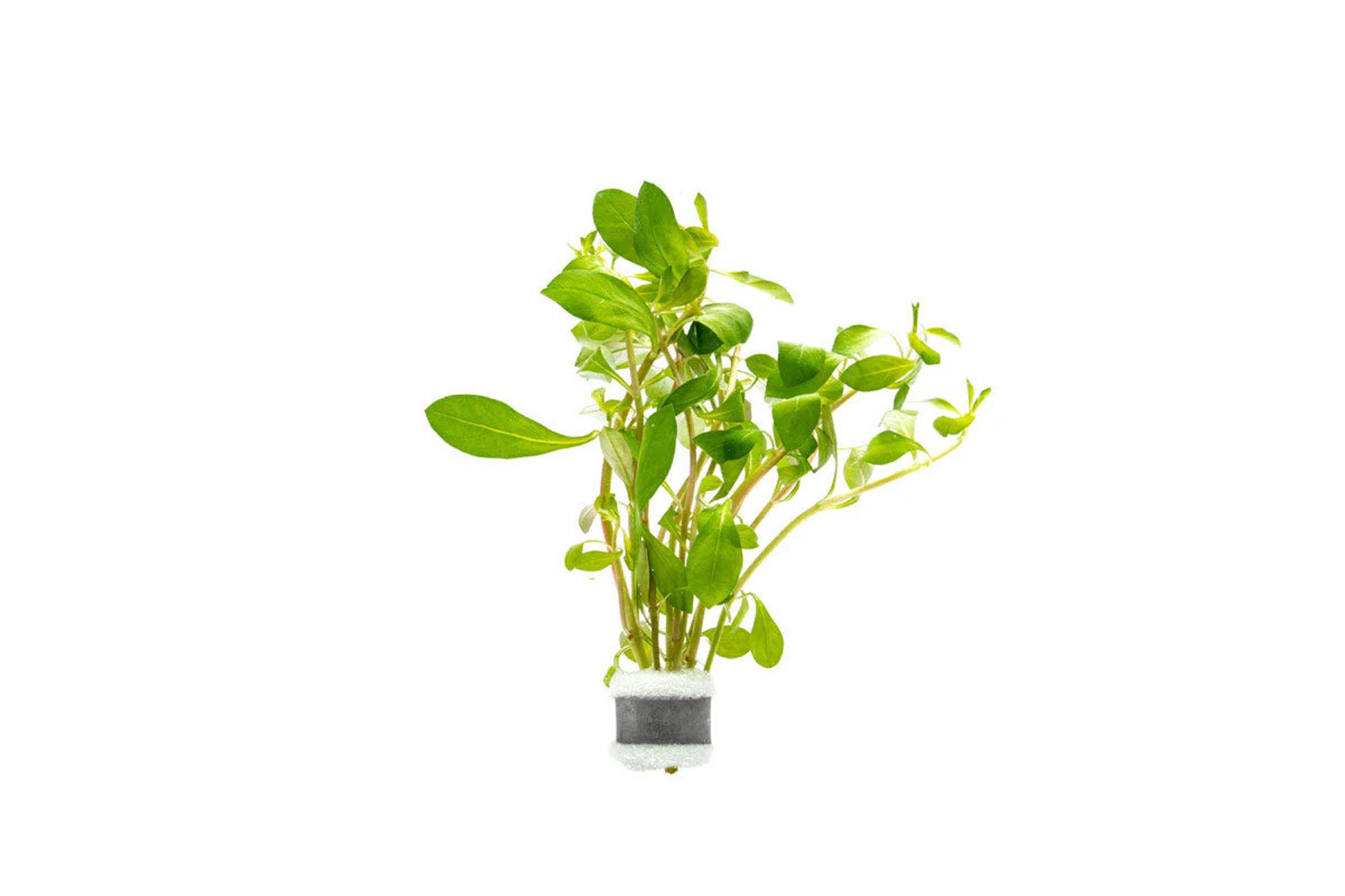 Red Ludwigia (Ludwigia repens) "Broadleaf"