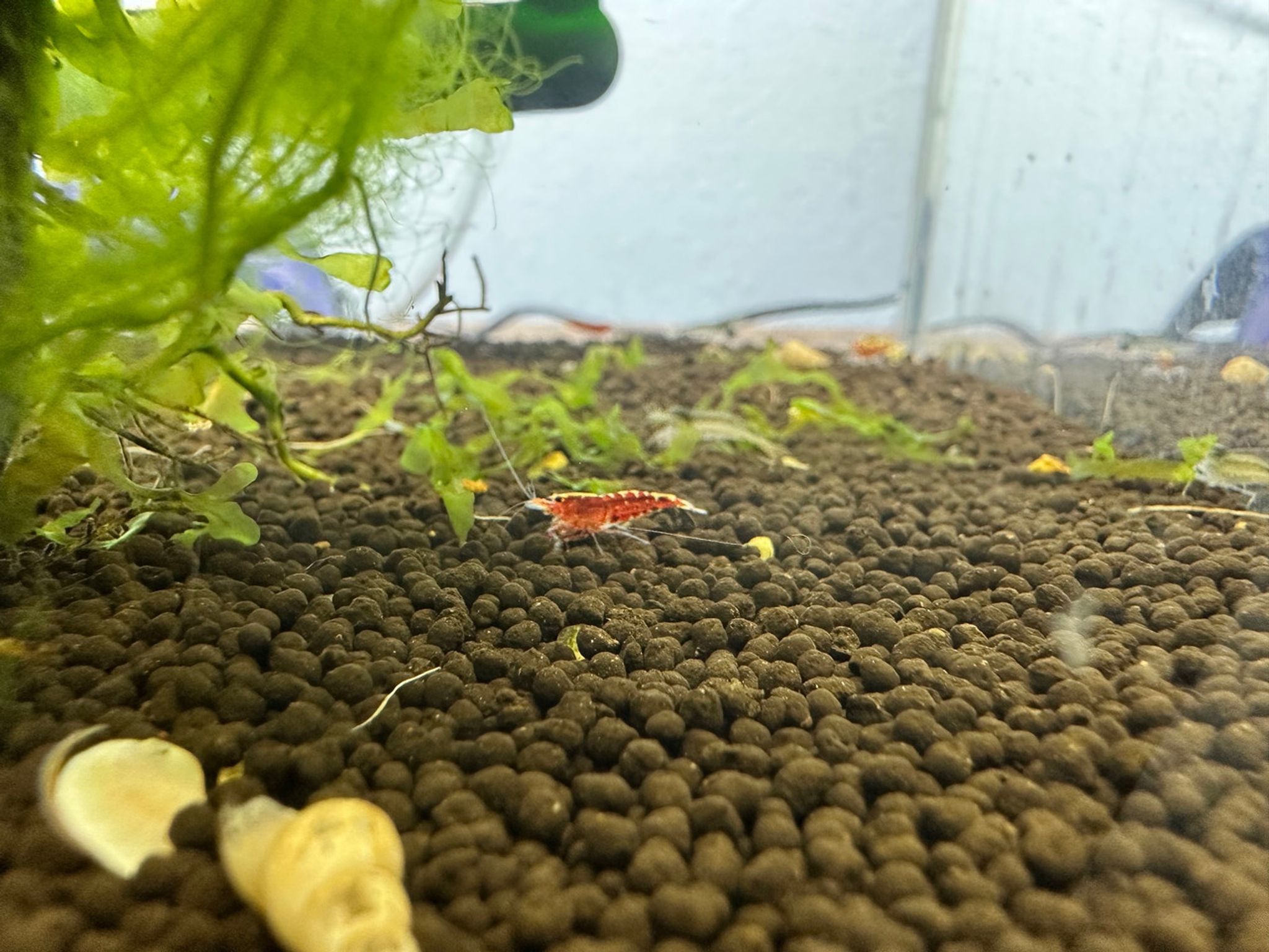 Red Pinto Shrimp
