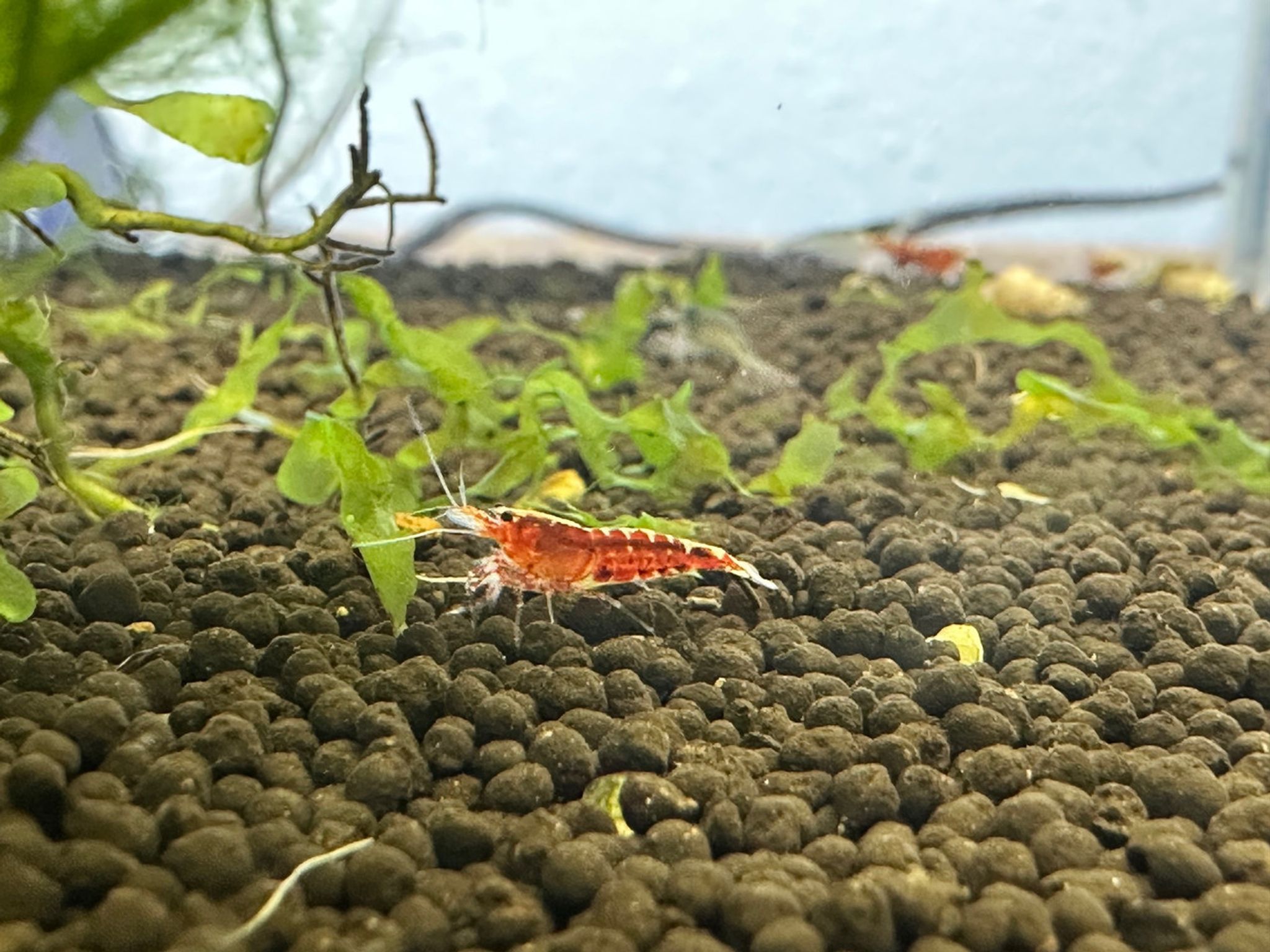 Red Pinto Shrimp