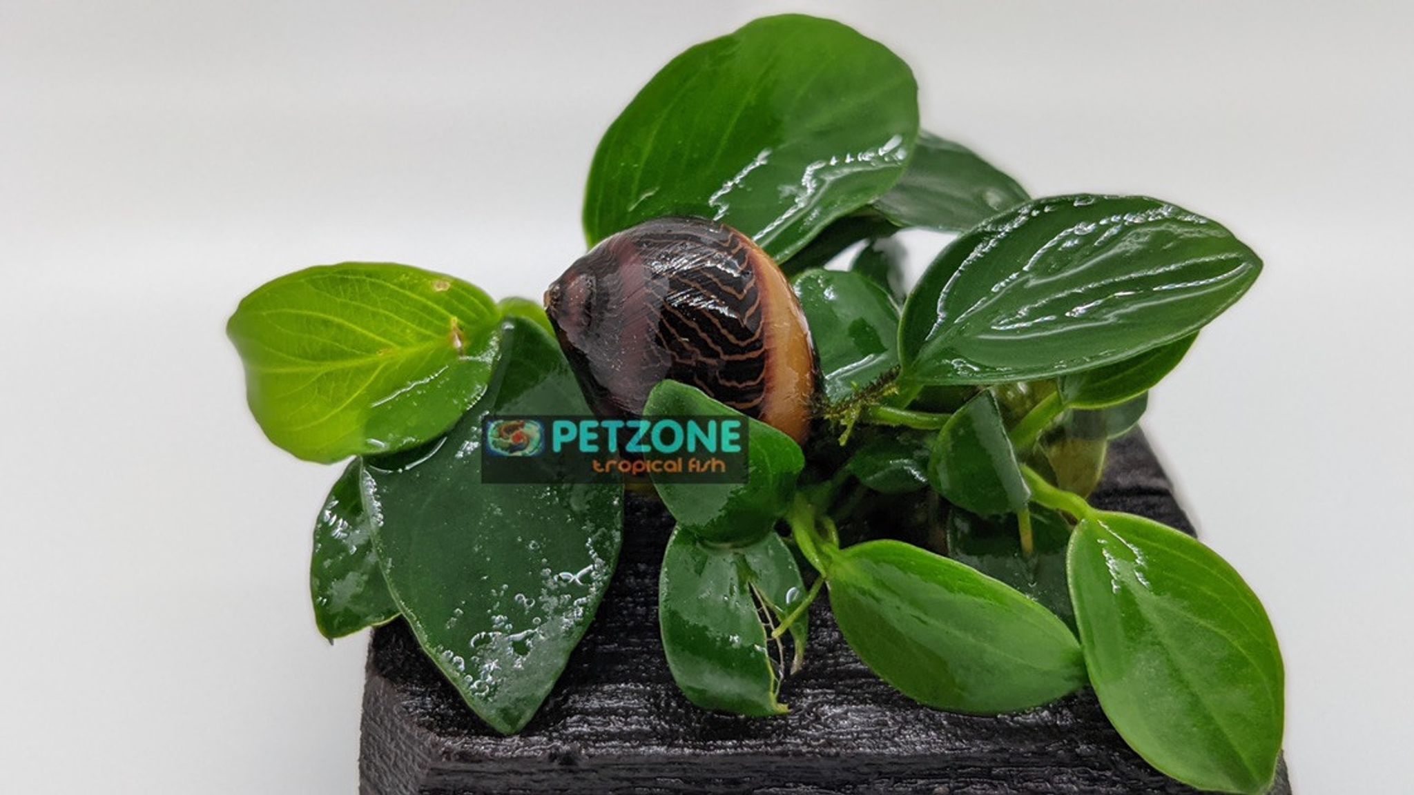 Red Racer Nerite Snail
