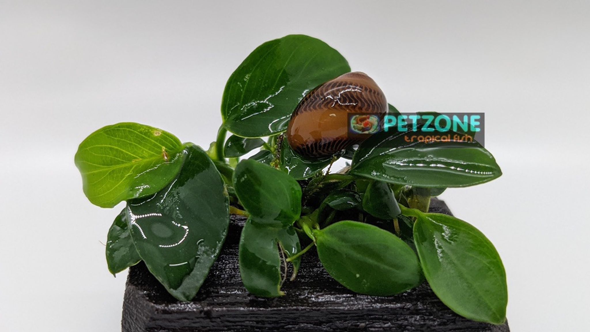 Red Racer Nerite Snail