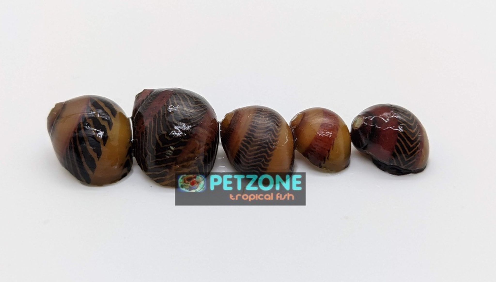 Red Racer Nerite Snail