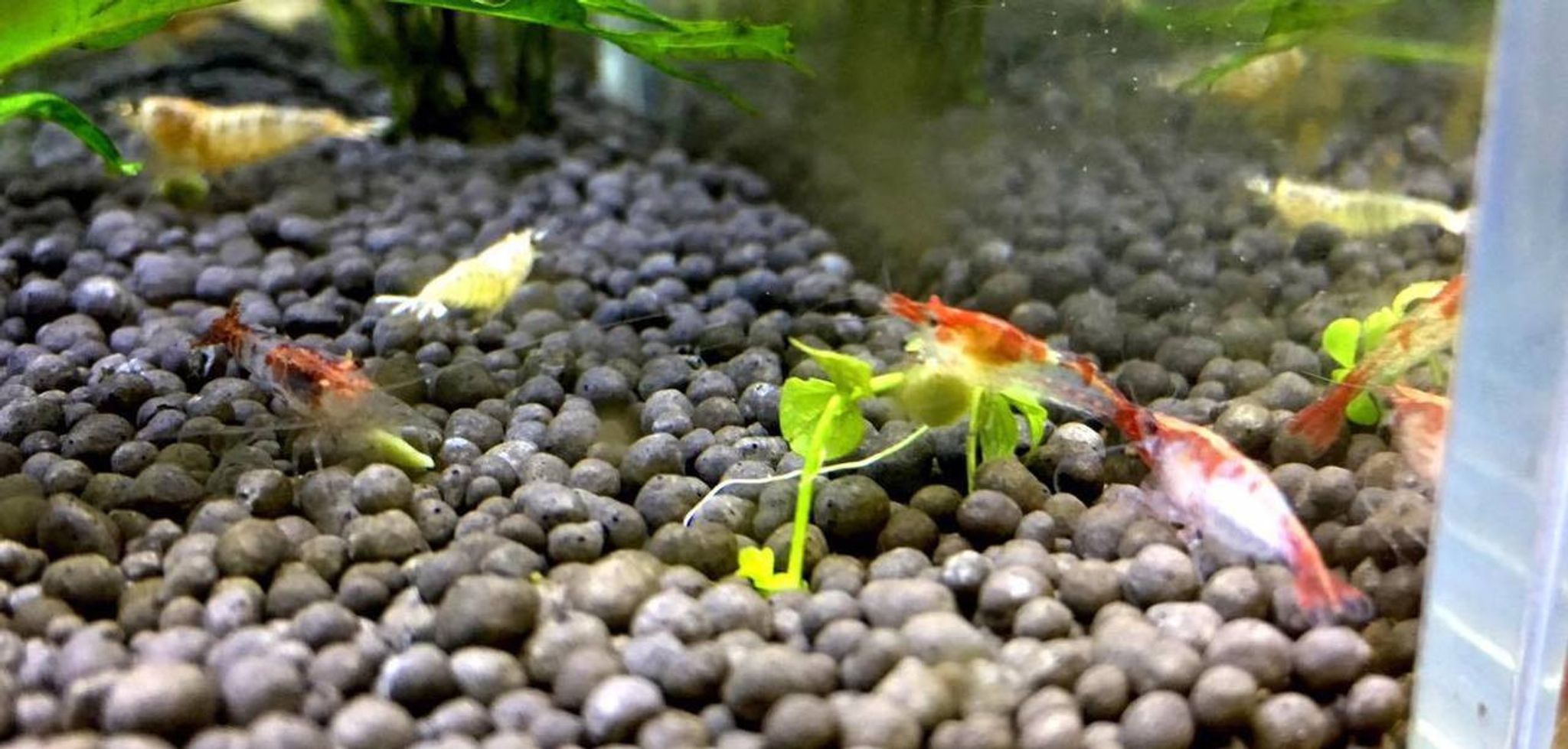 Red Rili Shrimp