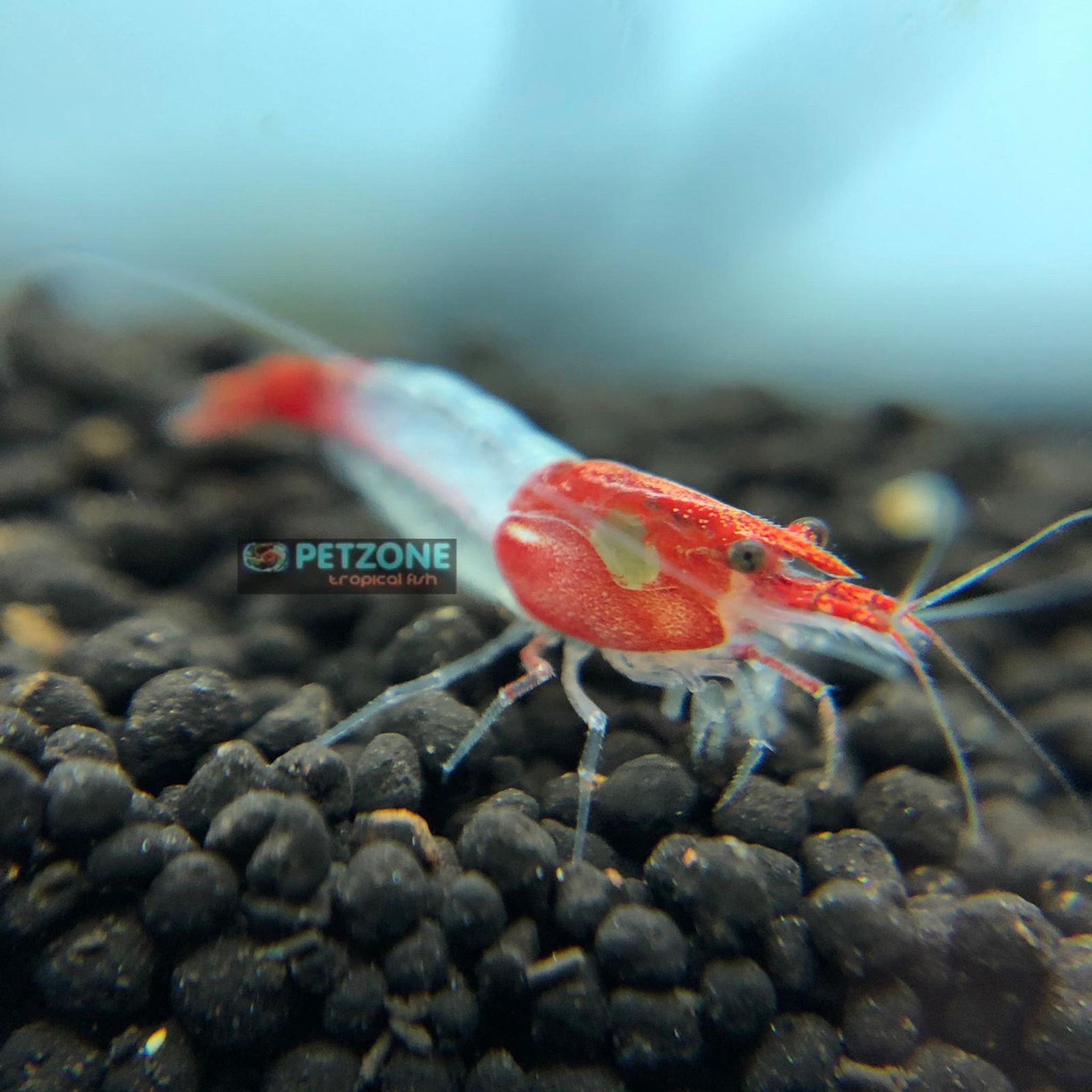Red Rili Shrimp