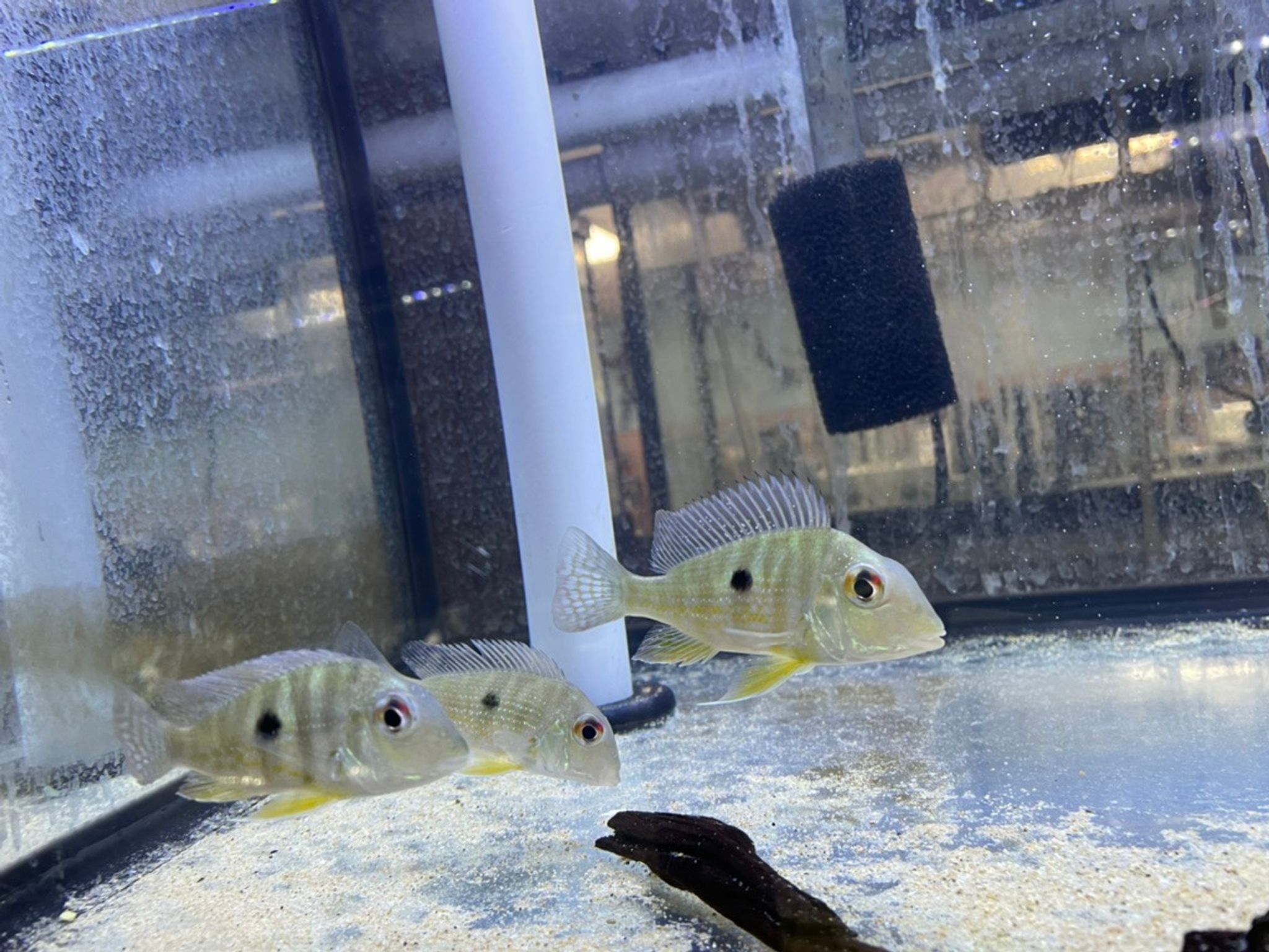 Red Striped Eartheater Cichlid (Geophagus Surinamensis)