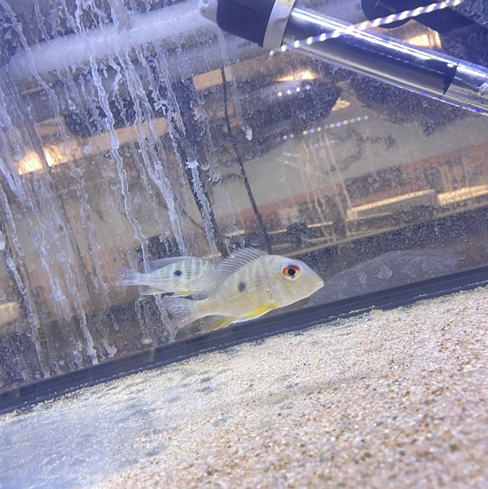 Red Striped Eartheater Cichlid (Geophagus Surinamensis)