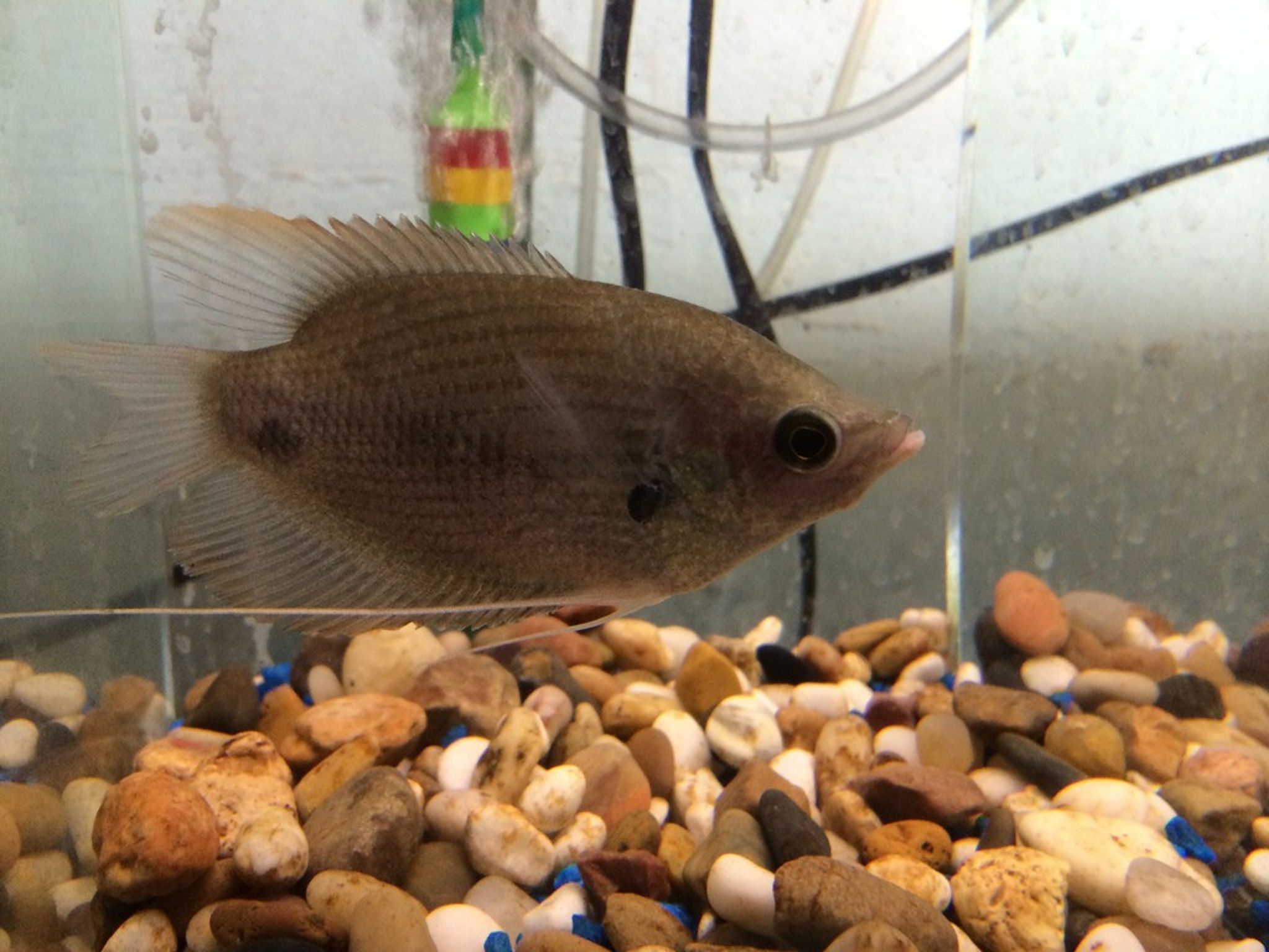 Red Tail Giant Gourami