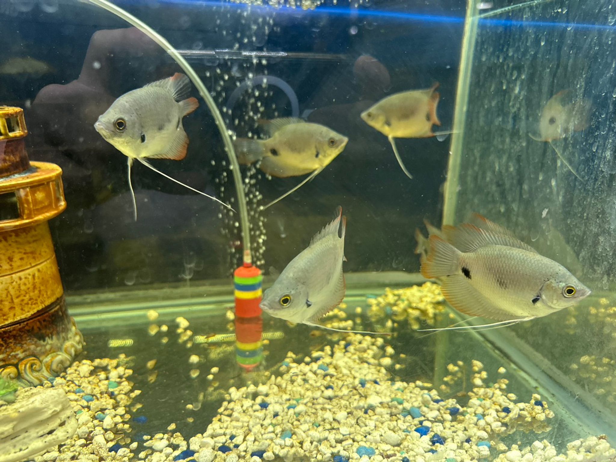 Red Tail Giant Gourami